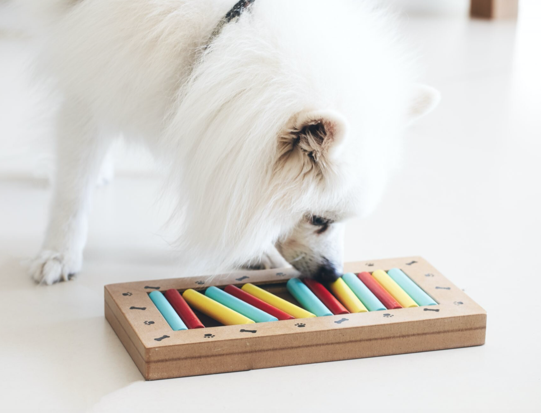 Eight Fun, Cognitive Training Games to Make Your Dog Smarter