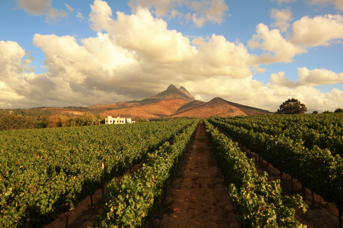 Meet the Winemaker Behind One of the Most Exceptional Wineries in South Africa