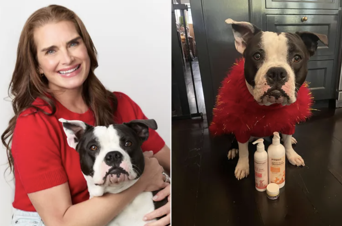 Brooke Shields Dishes on the Holiday Gifts for Pets She’s ‘Kind of Obsessed’ with — Stock Up from $6 (Exclusive)