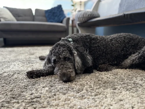 Cali the Labradoodle