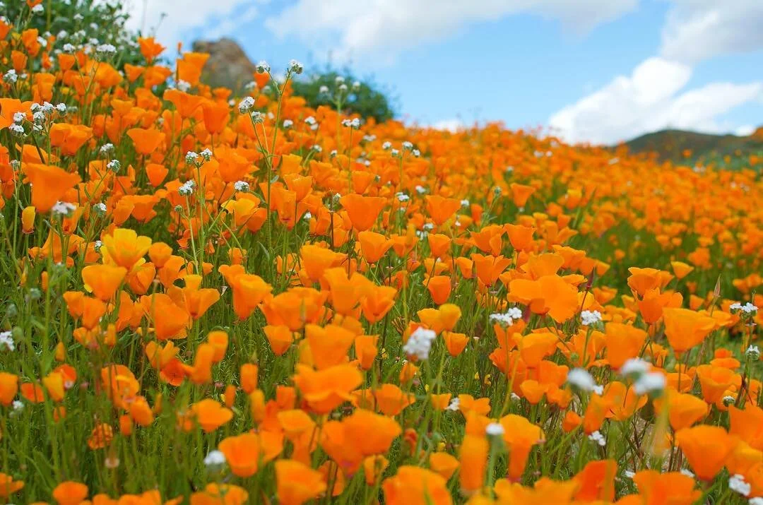 poppy dream