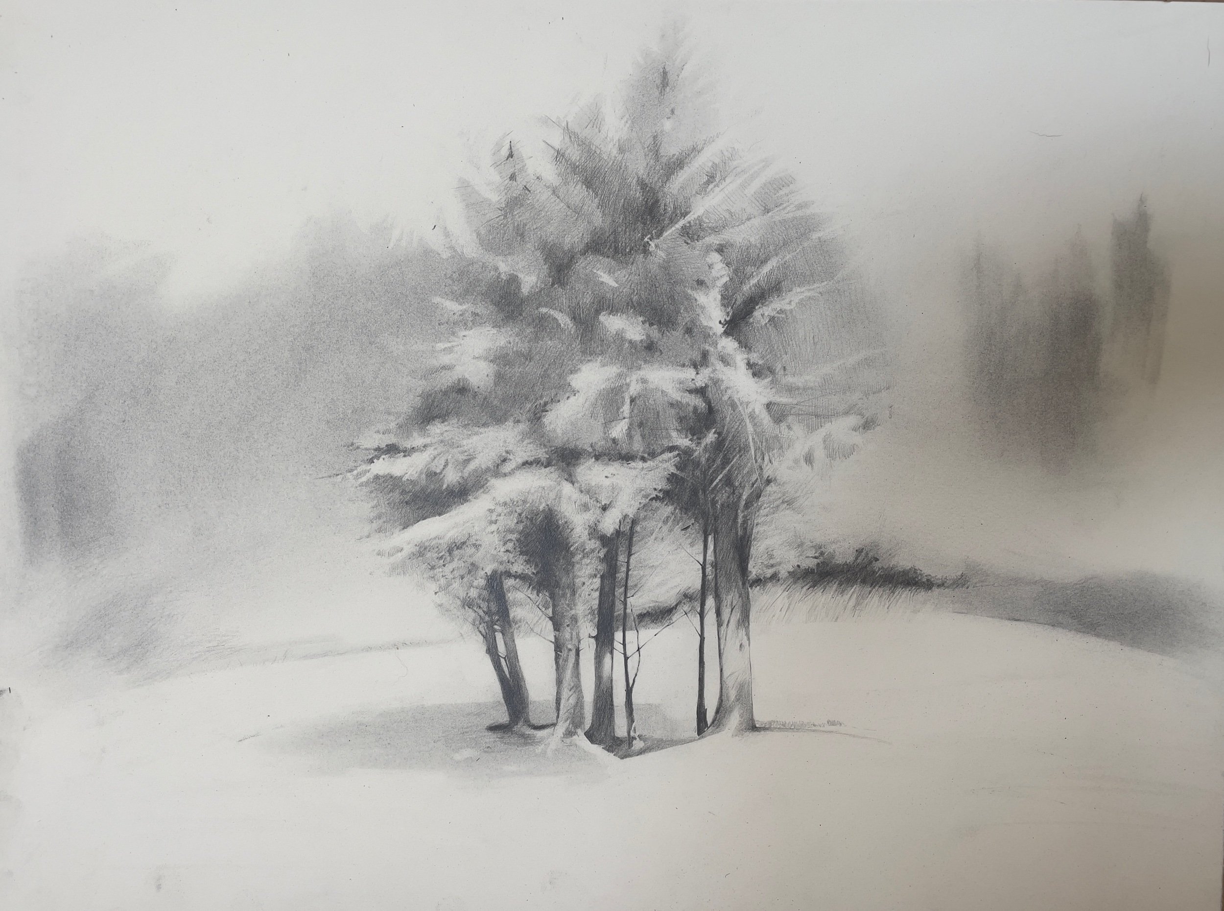   Shaded             by Johanna Connor  graphite and pencil on paper  img: 36 x 48cm     frm: 49 x 61cm  SOLD 