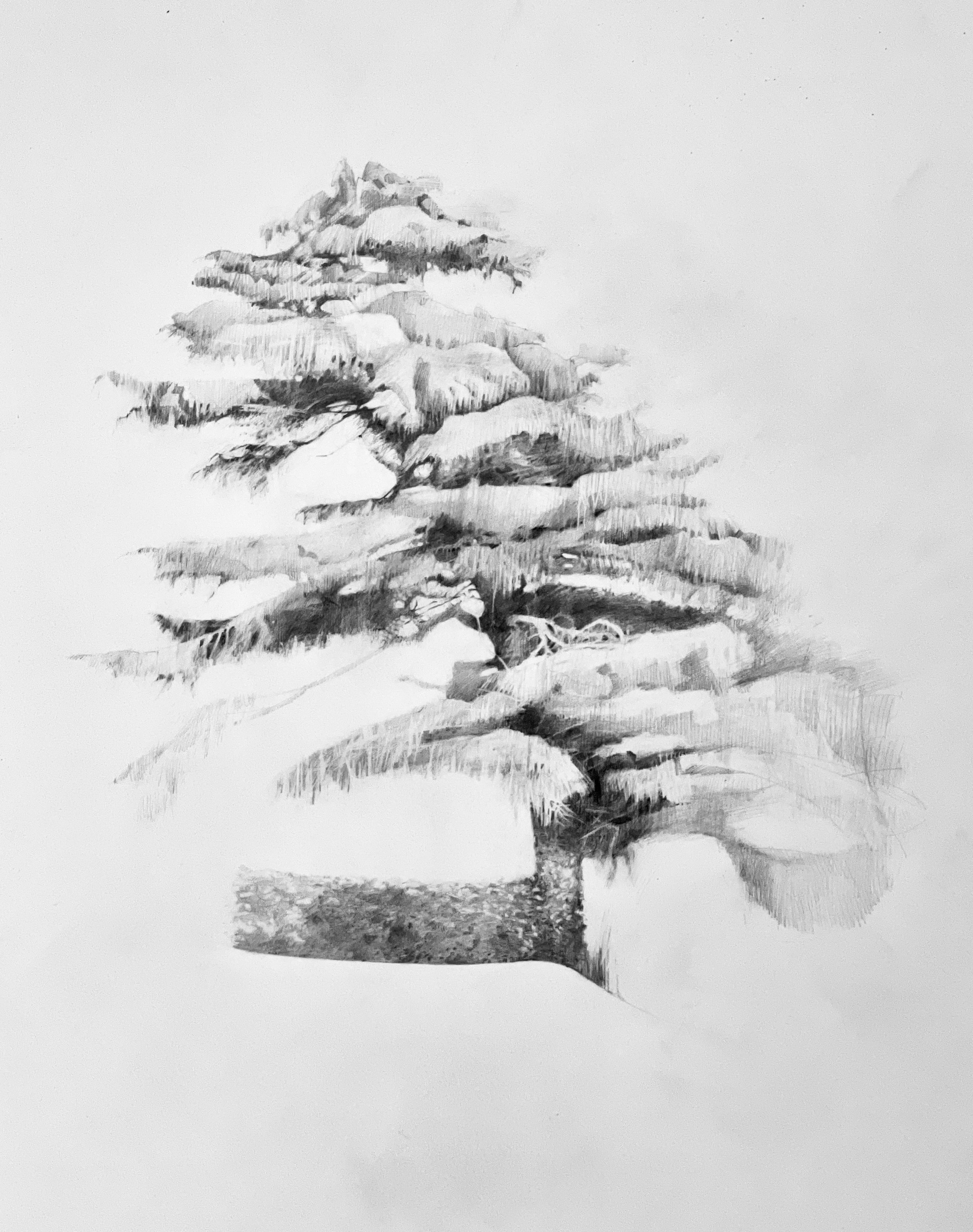   Tree of four seasons   pencil on hot-press Waterford paper 300grms  img: 78 x 58cm frm: 95.5 x 76.5cm    SOLD 