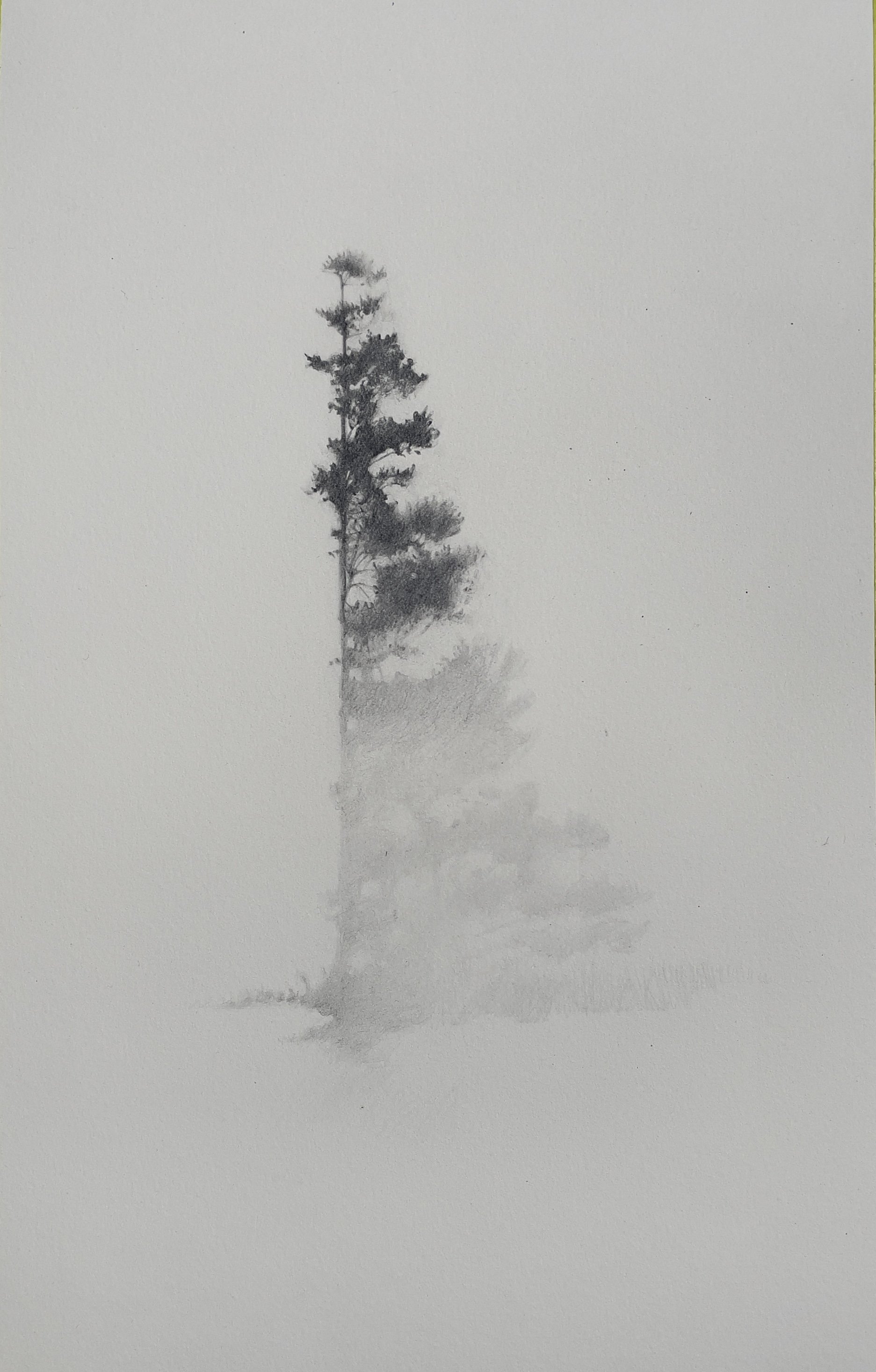 Lopped 1
Pencil on hot-press Waterford paper 300grms
33 x 34cm - framed using AR70 glass