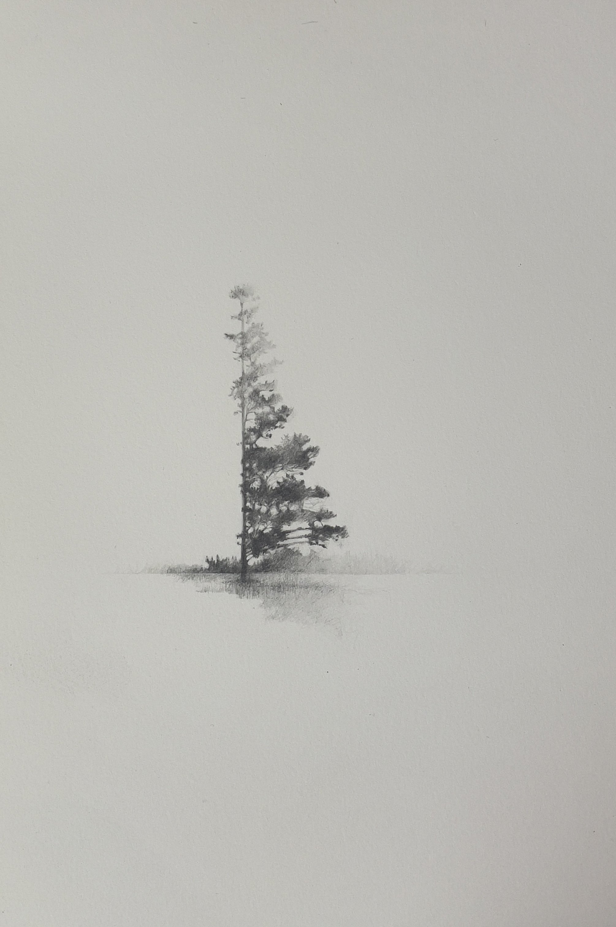 Lopped 2
Pencil on hot-press Waterford paper 300grms
33 x 34cm - framed using AR70 glass