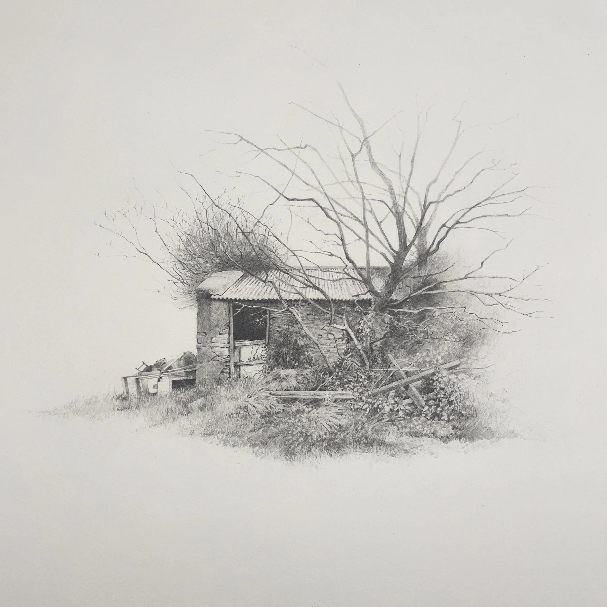   Self seeded  

 Clutch pencil on HP Waterford paper 300grms 

 Framed 50 x 50cm using AR70 glass Solomon Summer Group Show 30 Jul - 29 Aug
