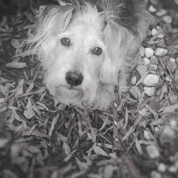 A boy and his best friend — and mine