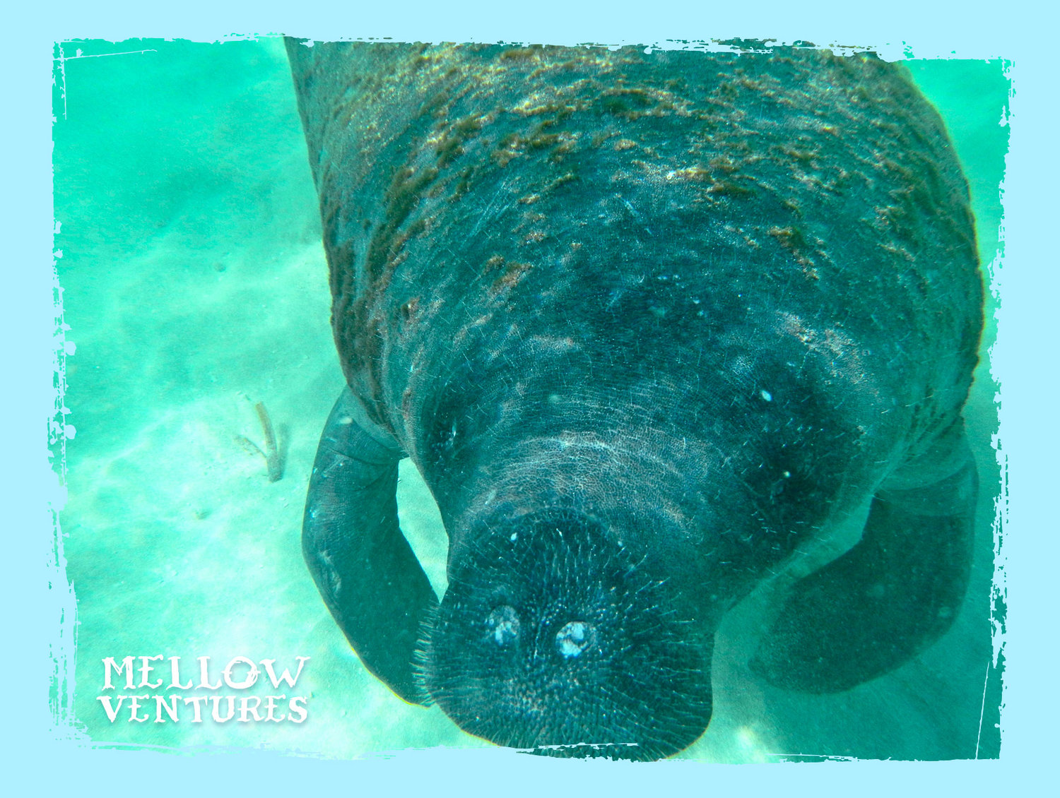 keys_wildlife_manatee_01.jpg