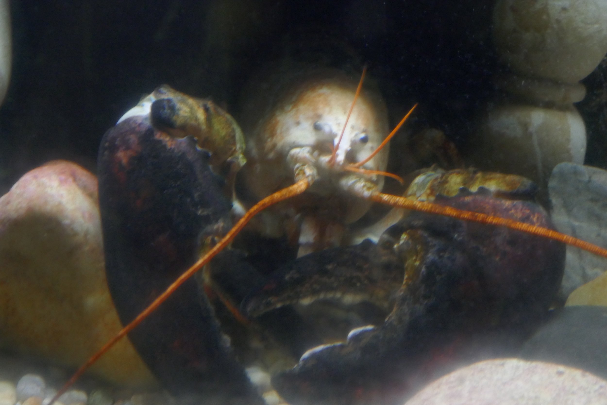 LIA 6:23:2024-01.JPG