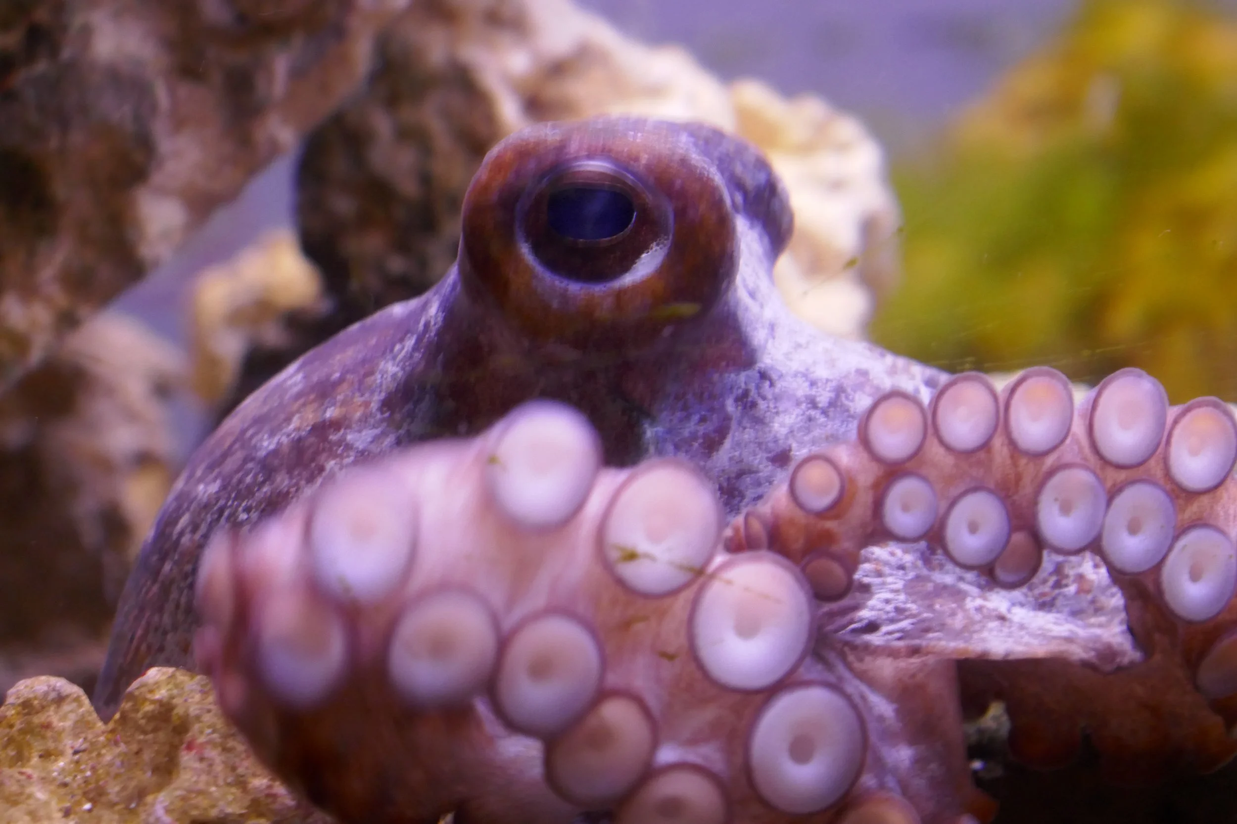 LIA 6:23:2024-12.JPG