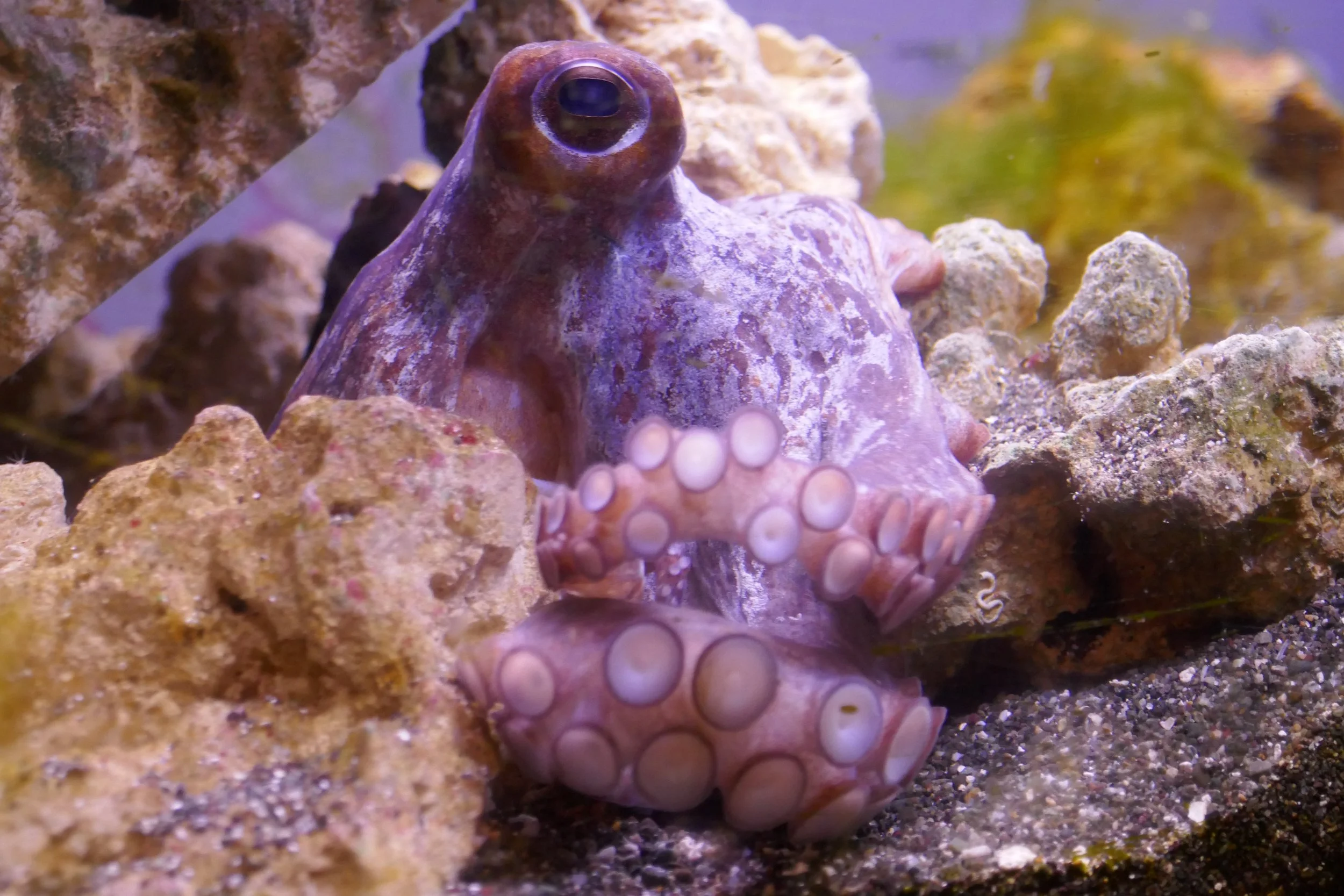 LIA 6:23:2024-13.JPG