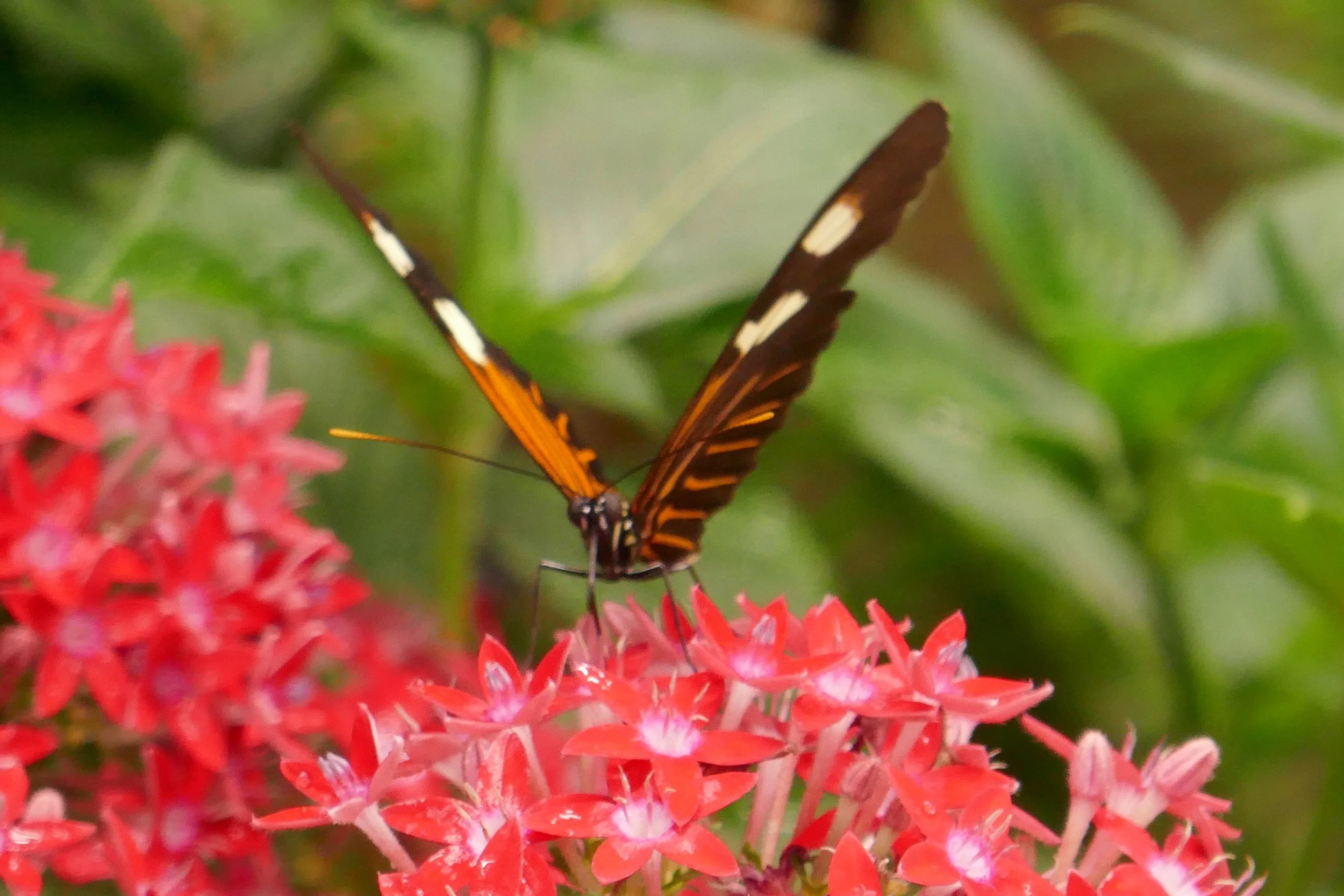 LIA 6:23:2024-23.JPG