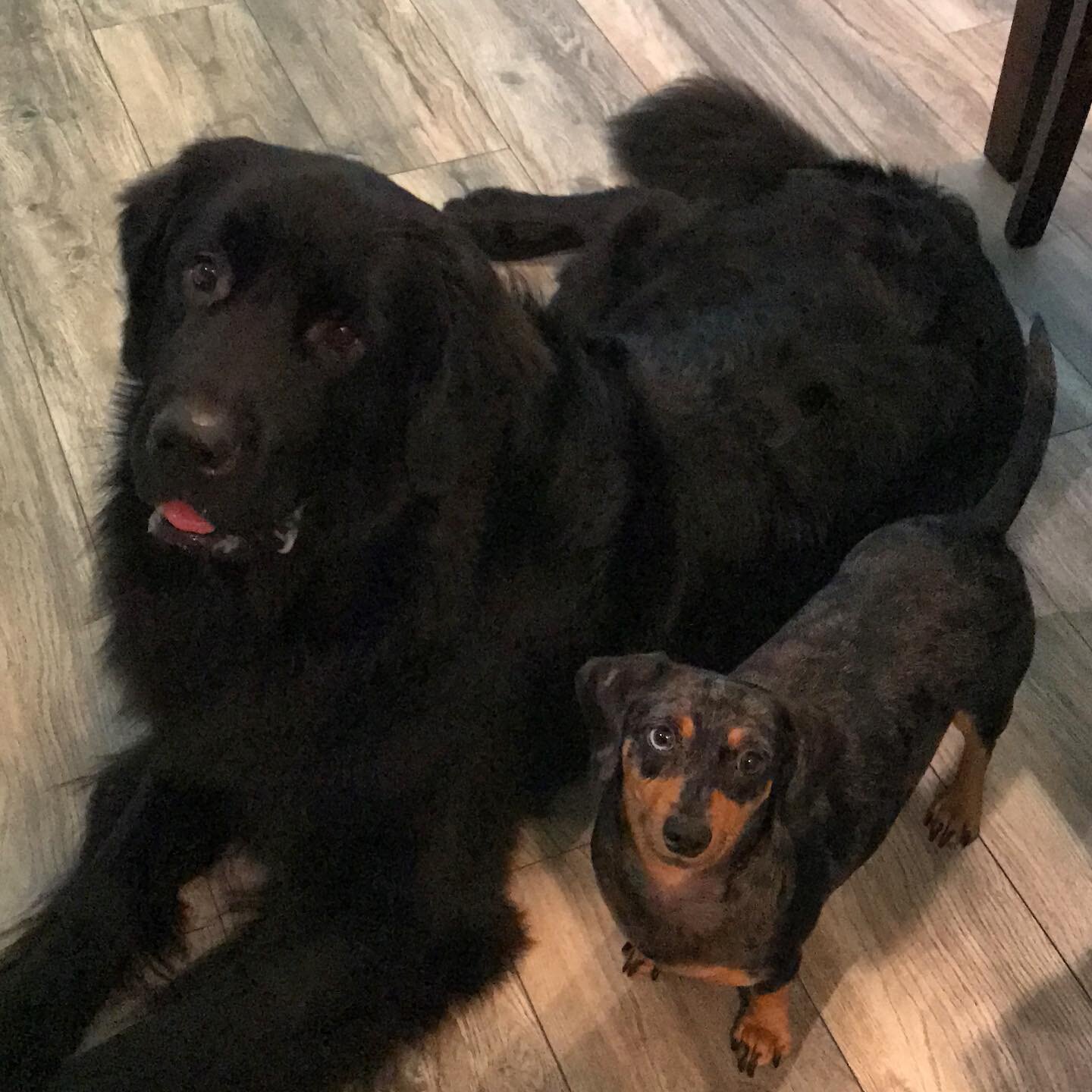 Happy Mother&rsquo;s Day to all the fur mommas out there!! #furmom #furbaby #newfiesofinstagram #newfoundlandlove #newfoundlandofinstagram #newfies #dachshundgram #dachshundsofinstagram #dachshundlove #weinerdog #bigandlittle #mothersday