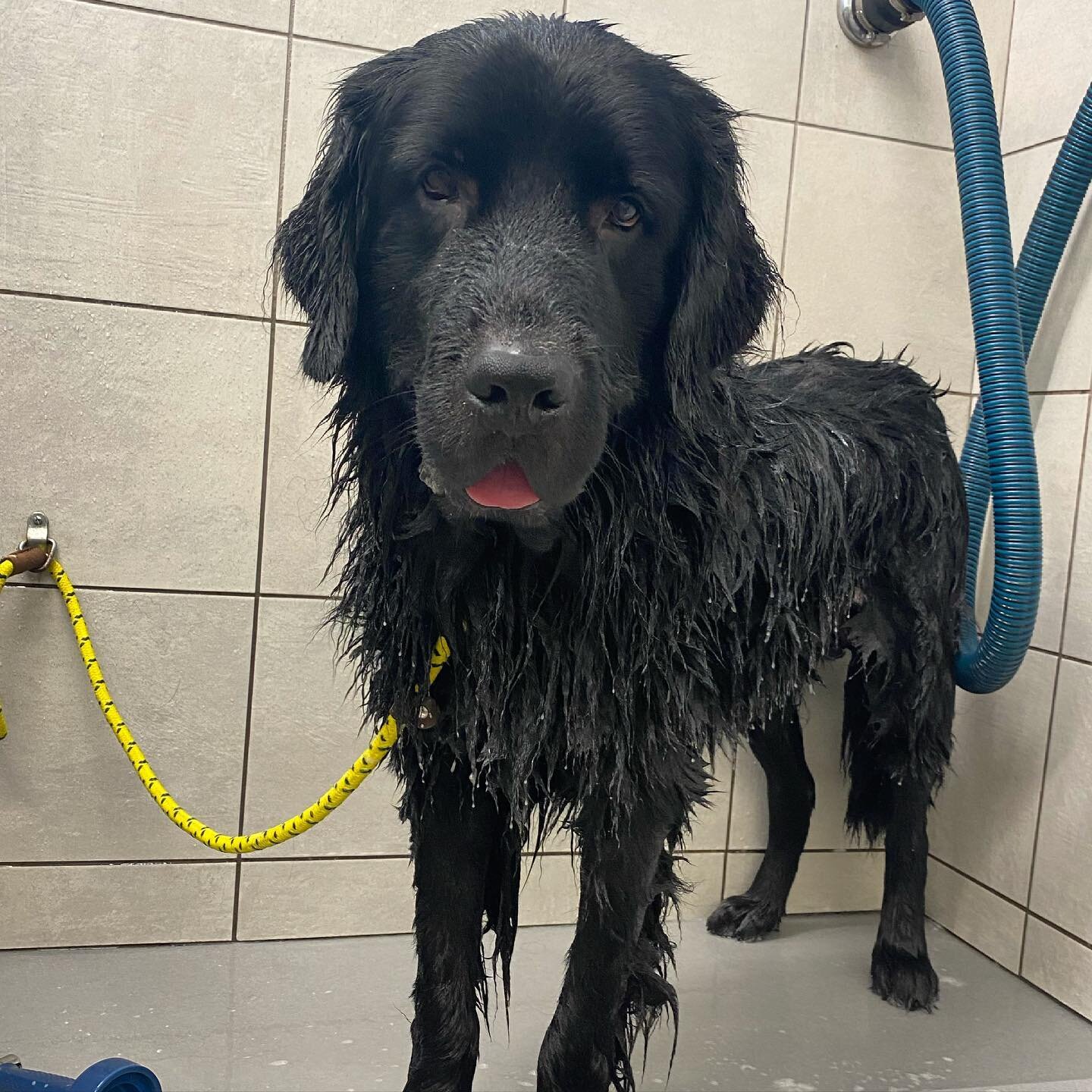 Odie didn&rsquo;t realize he was gonna get a bath after he helped me with a quick training session but luckily he likes the water 🚿 #newfies #newfiesofinstagram #bathtime #rubadubdub #waterdog #newfoundlanddog #newfoundlandsofinstagram #newfoundland