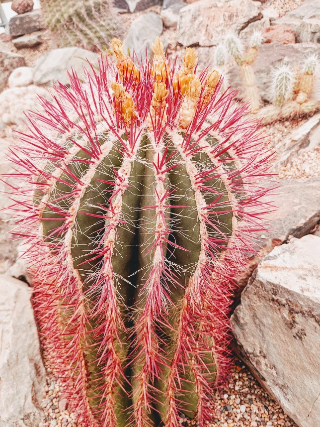 desert center cactus.jpg