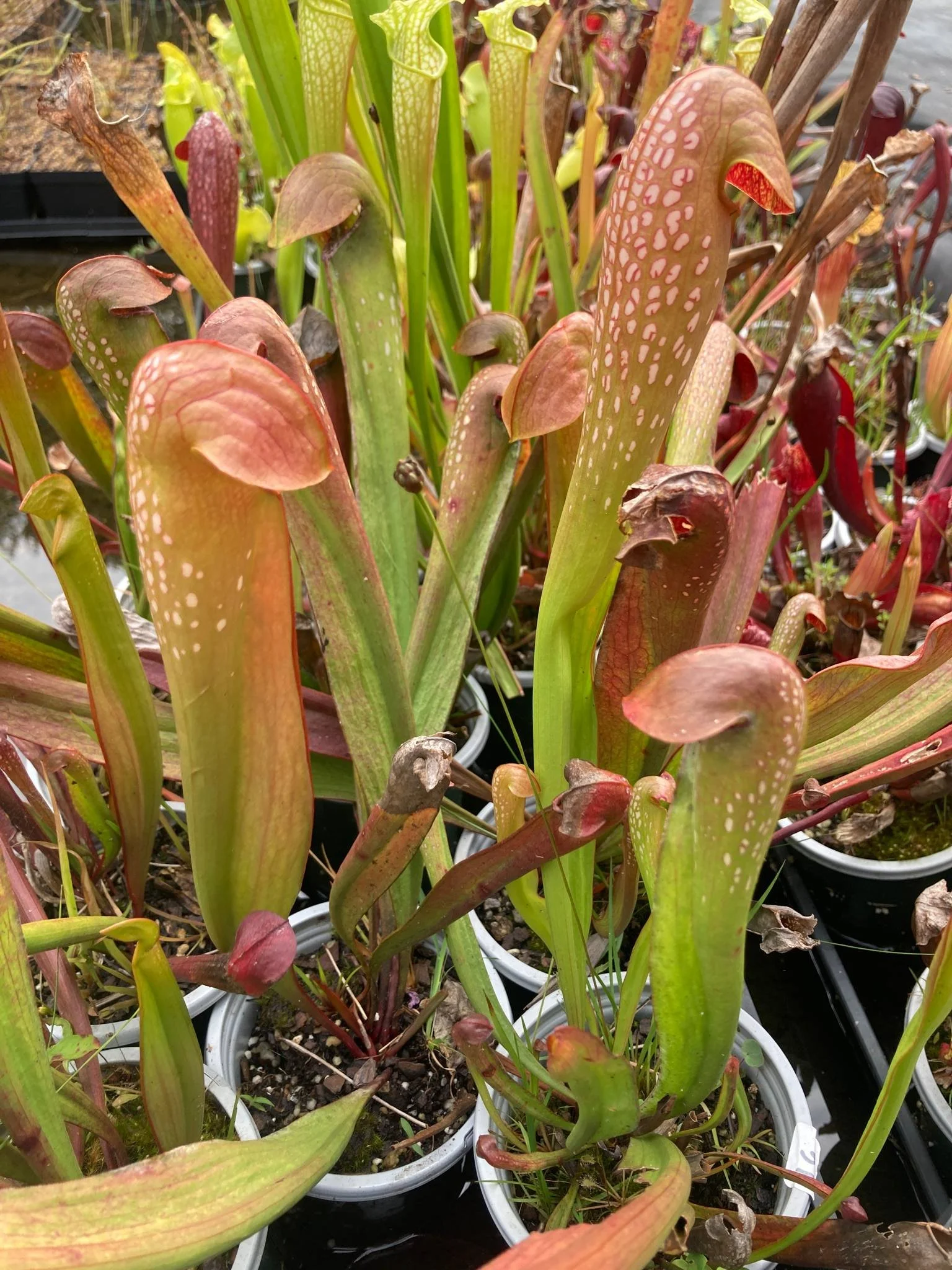 Sarracenia minor, Hooded Pitcher Plant