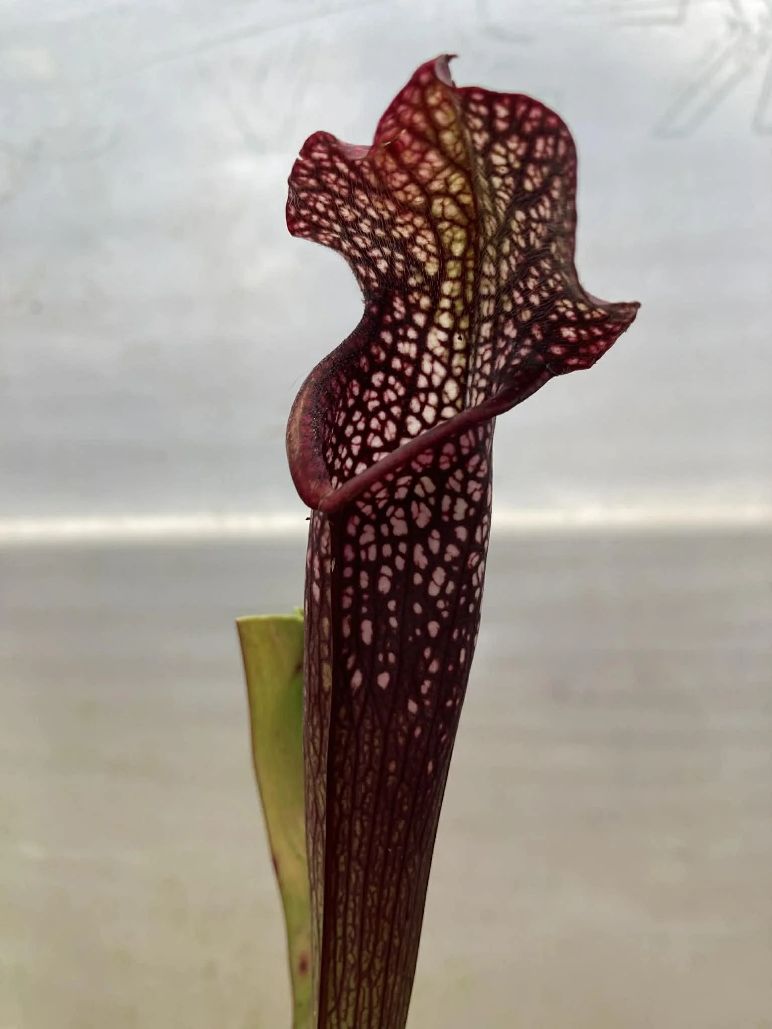 23021dfa-585a-4319-8659-bba50e7e6d87.jfif