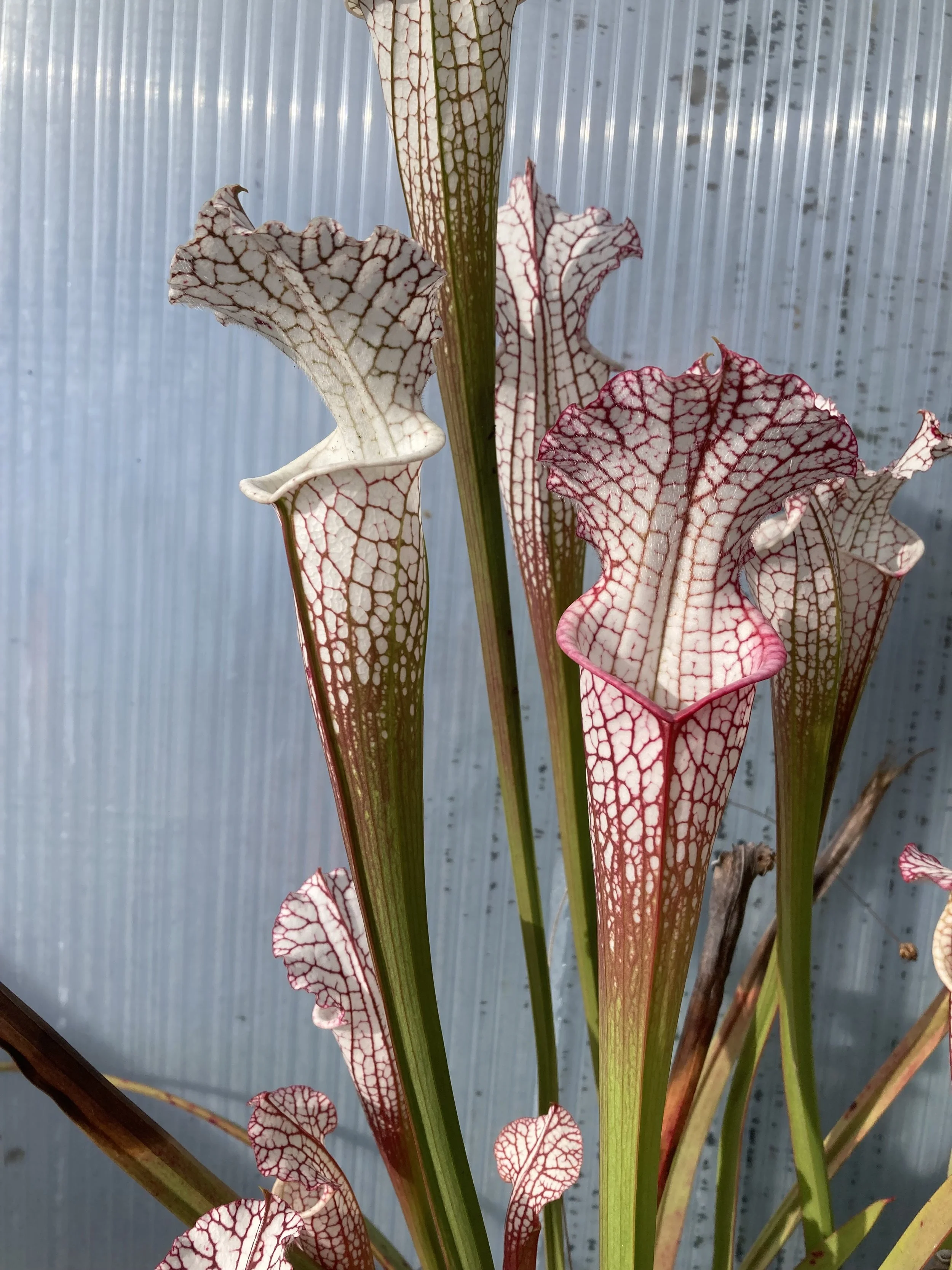 Photo Oct 31 2025, 2 40 32 PM.jpg