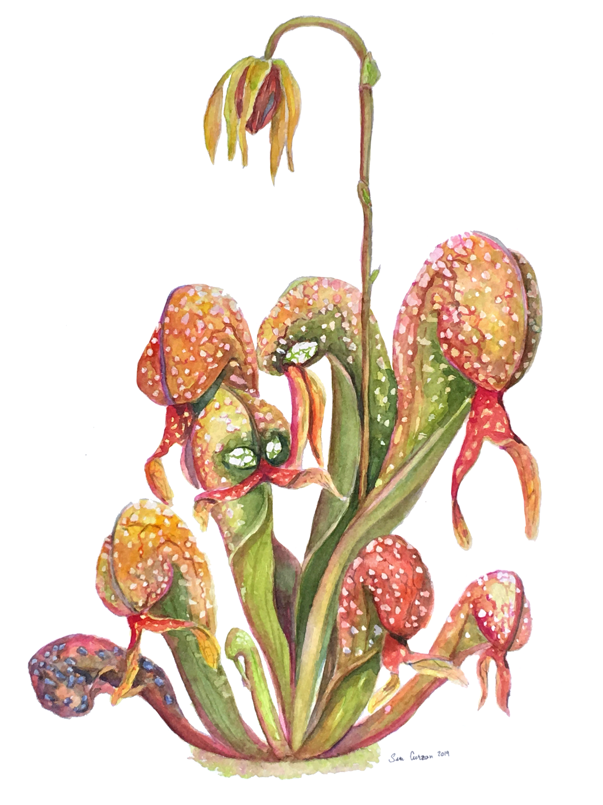 D.californica-cropped-moved.png