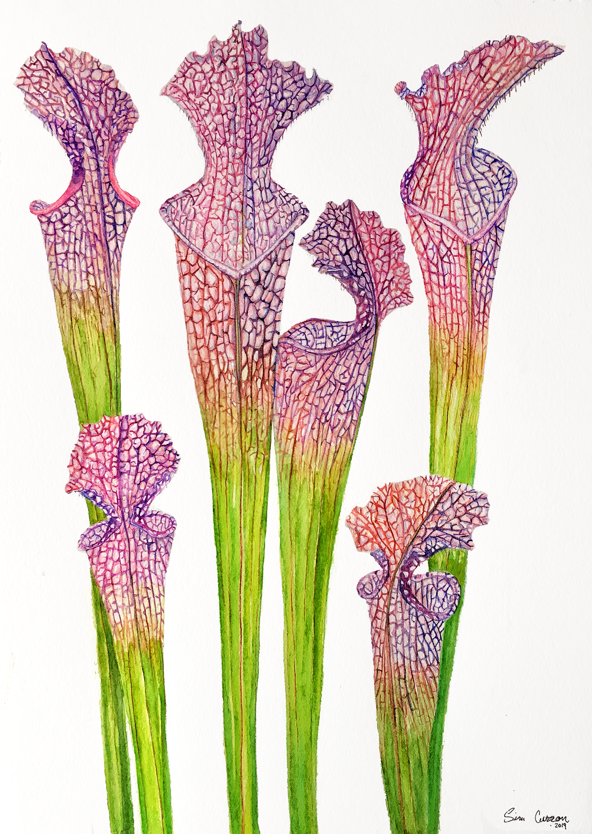 feb.leucophylla.png
