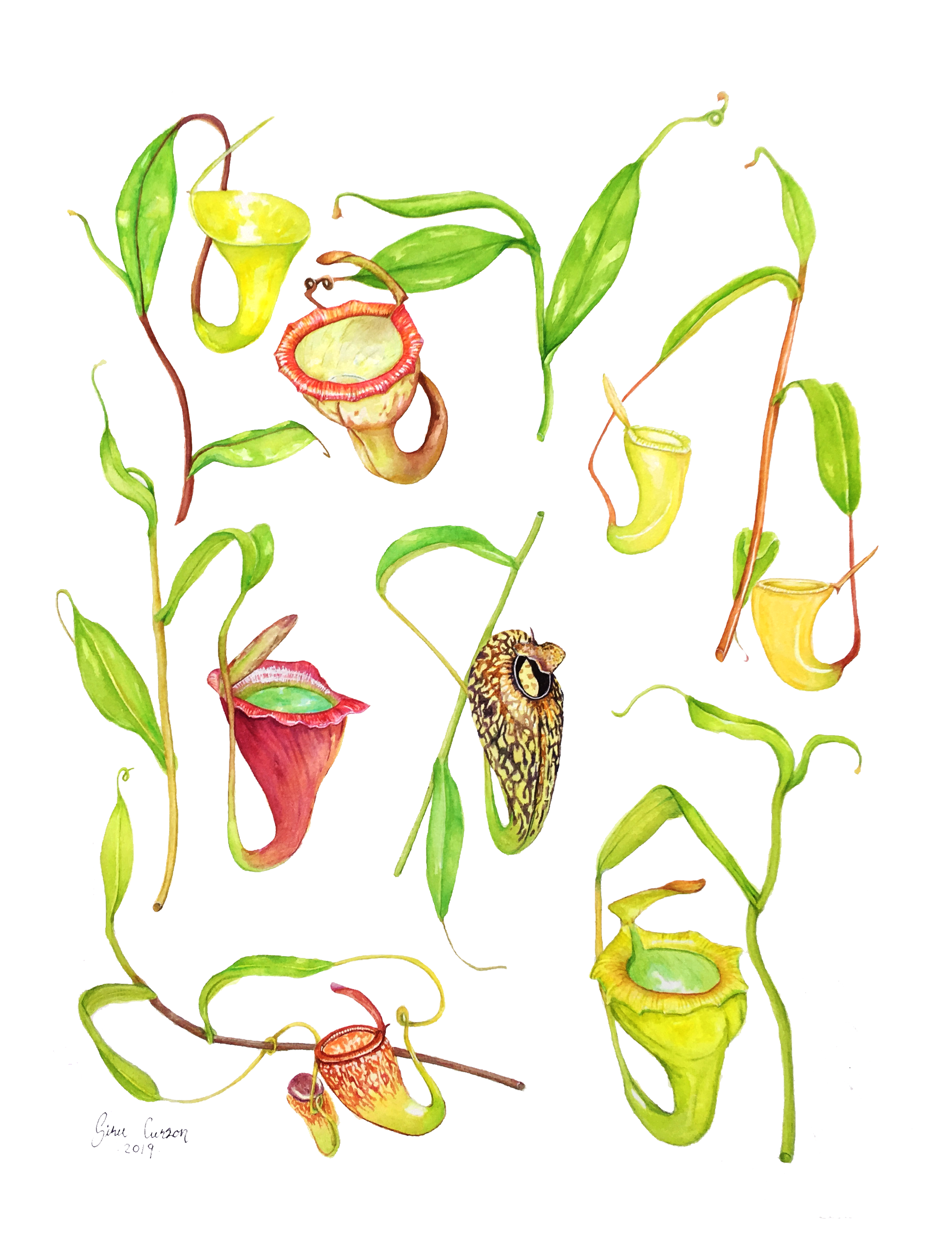 Nepenthes-of-SumatraPNG.png