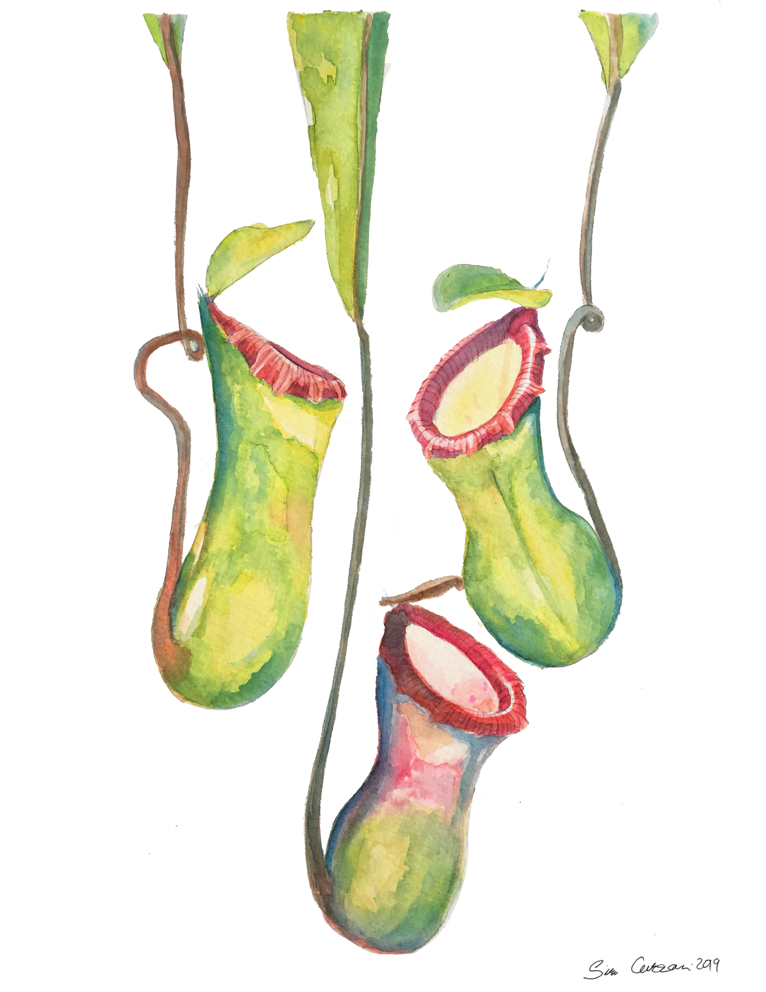 nepenthesventricosa2018png.png