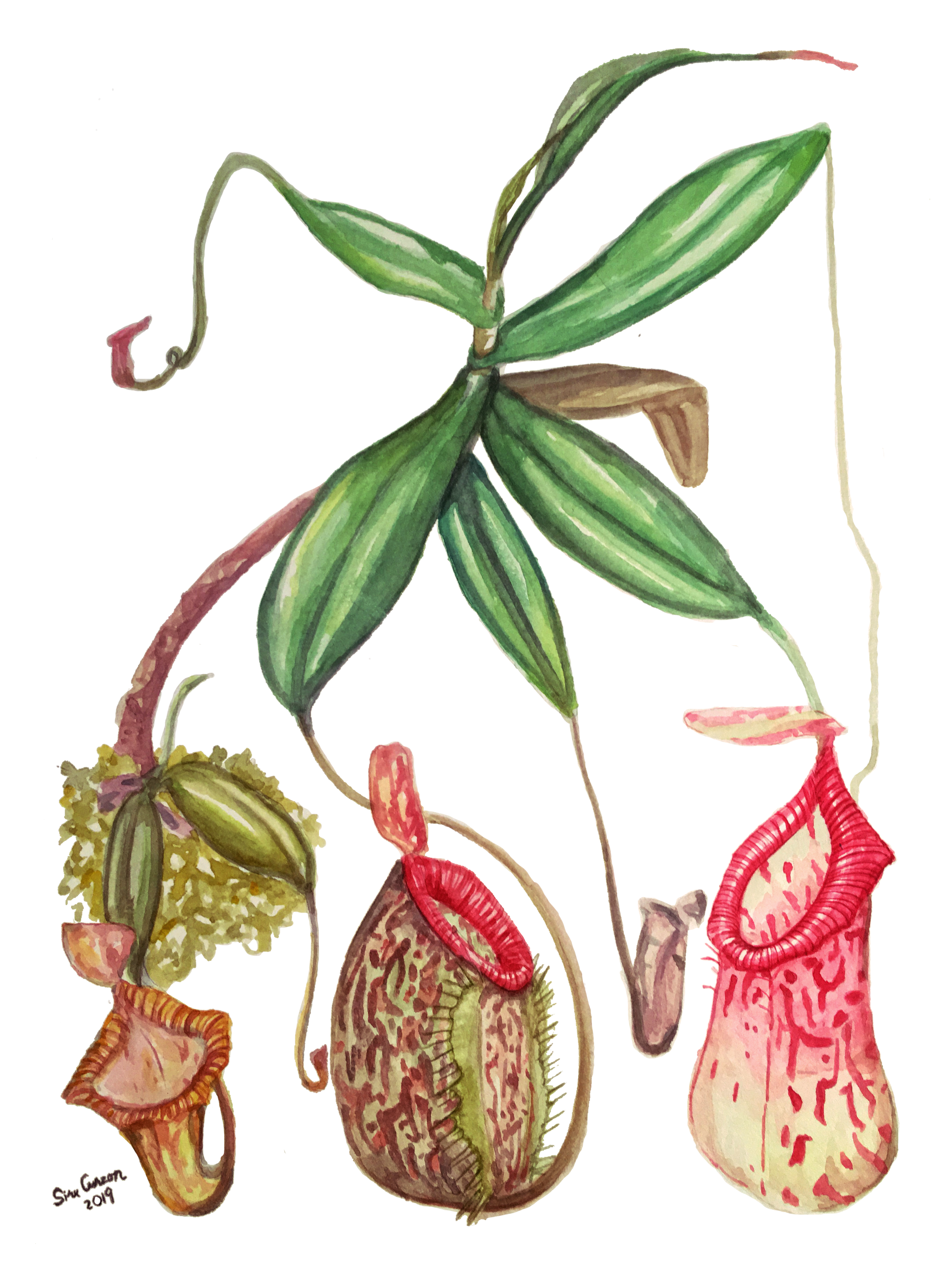 Nepenthes-nonsaturated.png
