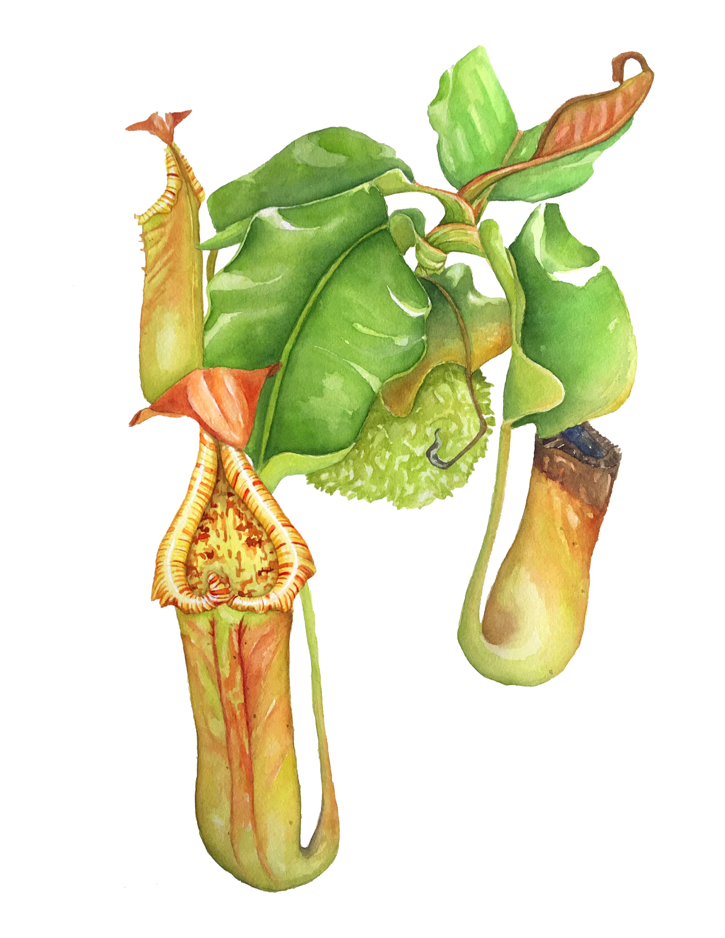 nepenthes-truncatano-signature.png