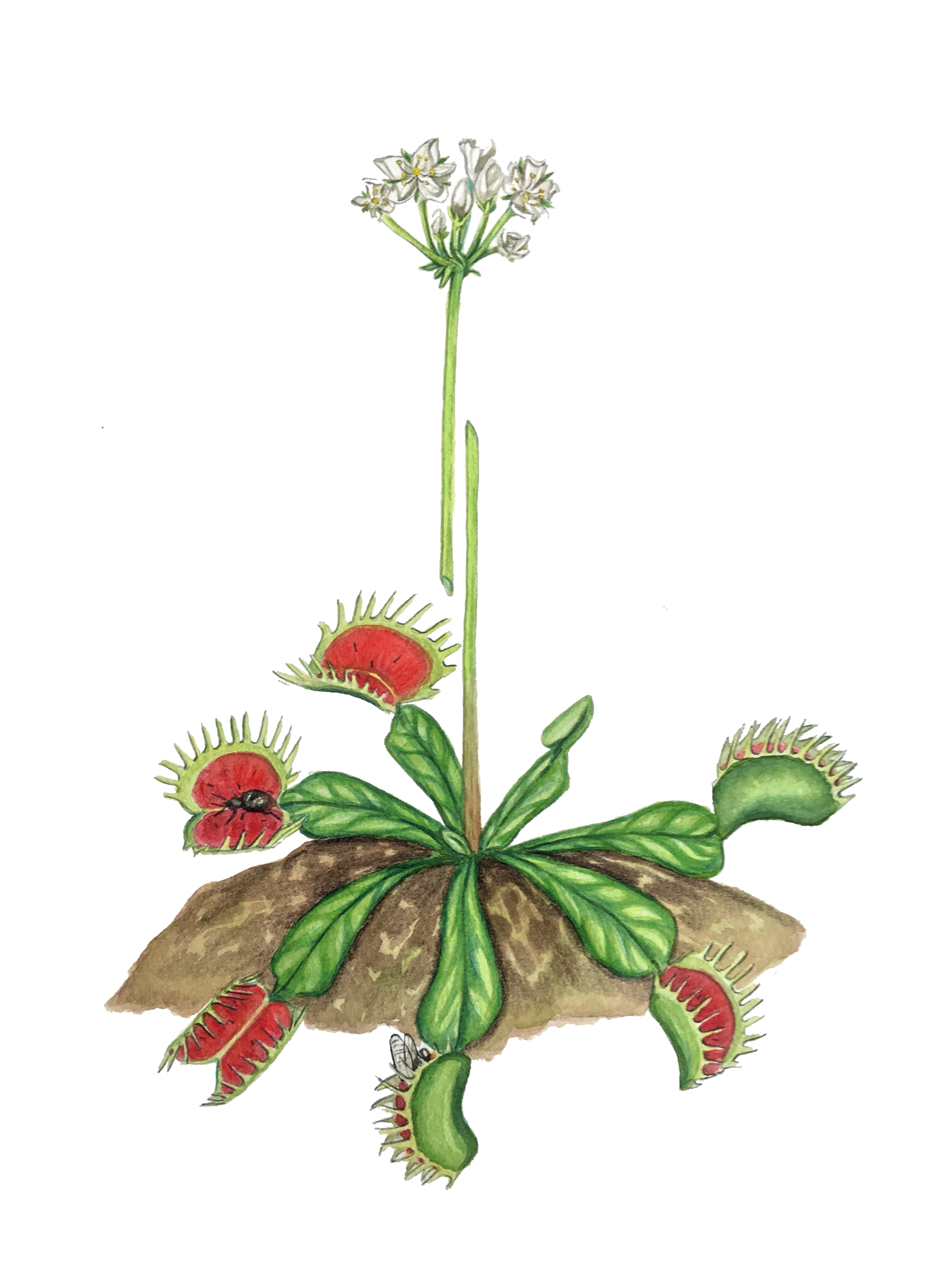 venusflyttrap copy.png
