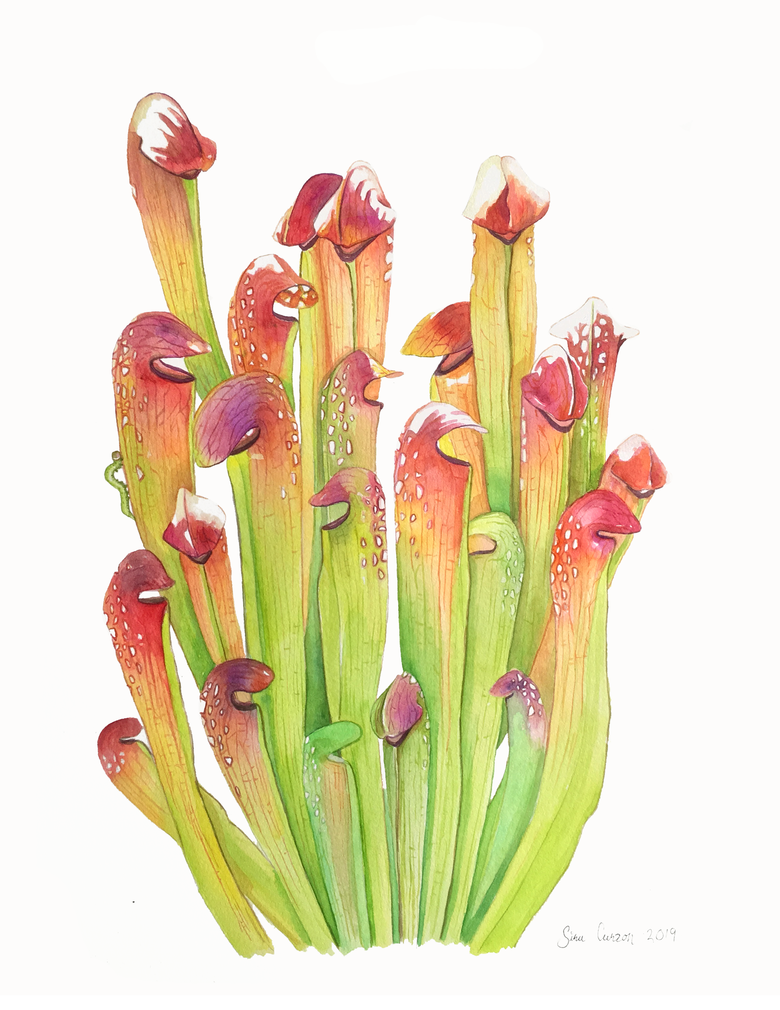 sarracenia-minor-8,5x11.png