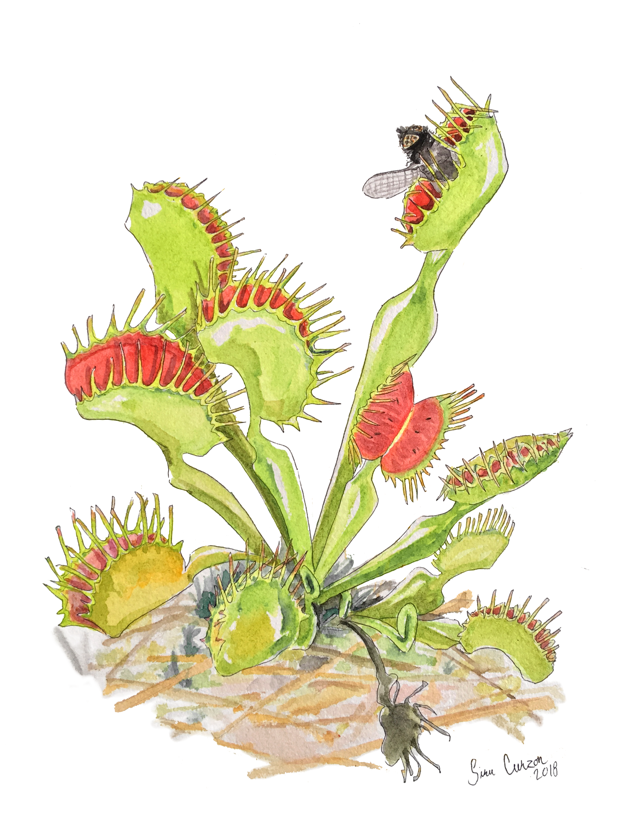vft8,5x11.png