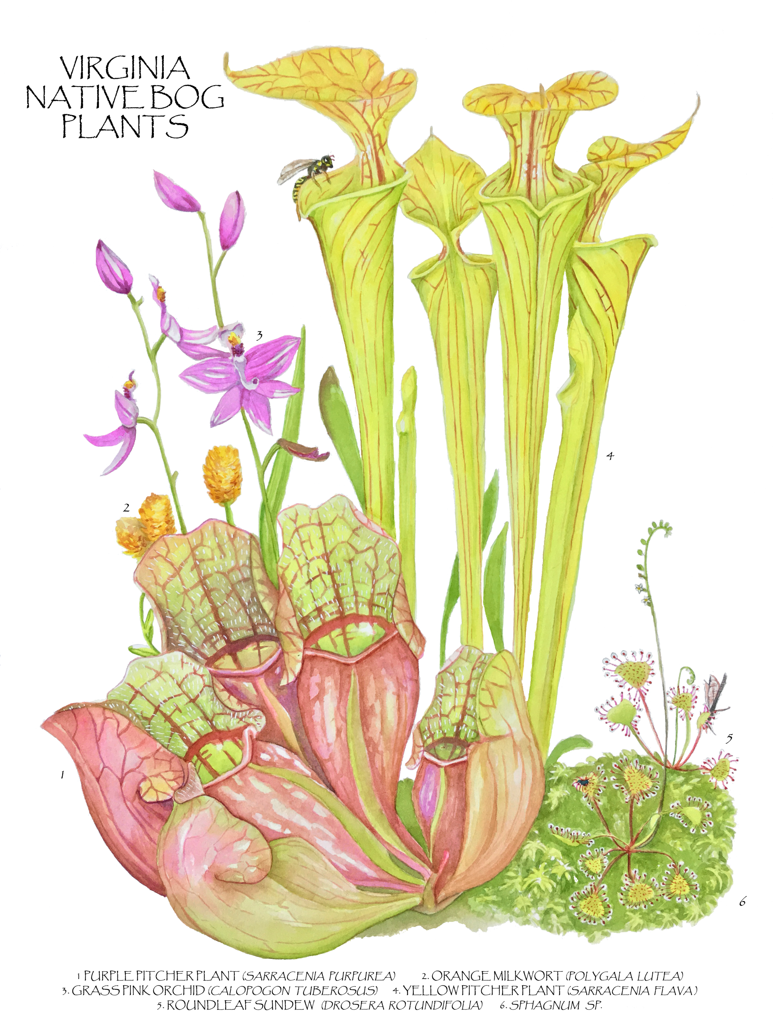 virginiabogplants2 copy.png
