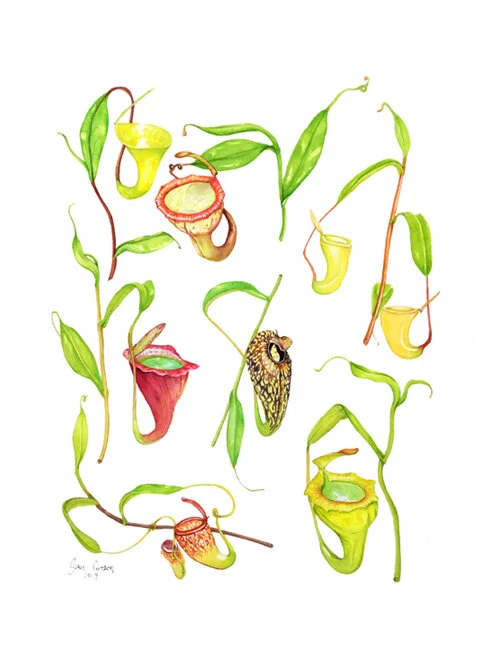 500Nepenthes-of-SumatraPNG.jpg