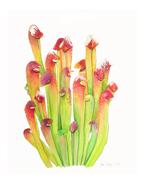 500sarracenia-minor-8,5x11.jpg