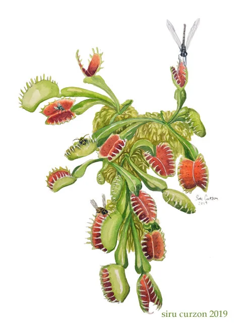 flytrap2019 copy.jpg