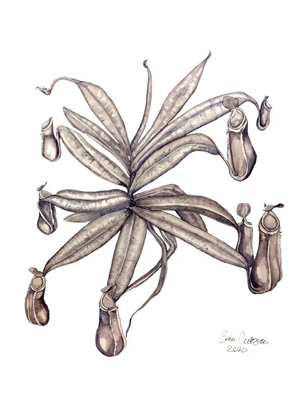 albomarginata 2020 800 x 600 jpg.jpg
