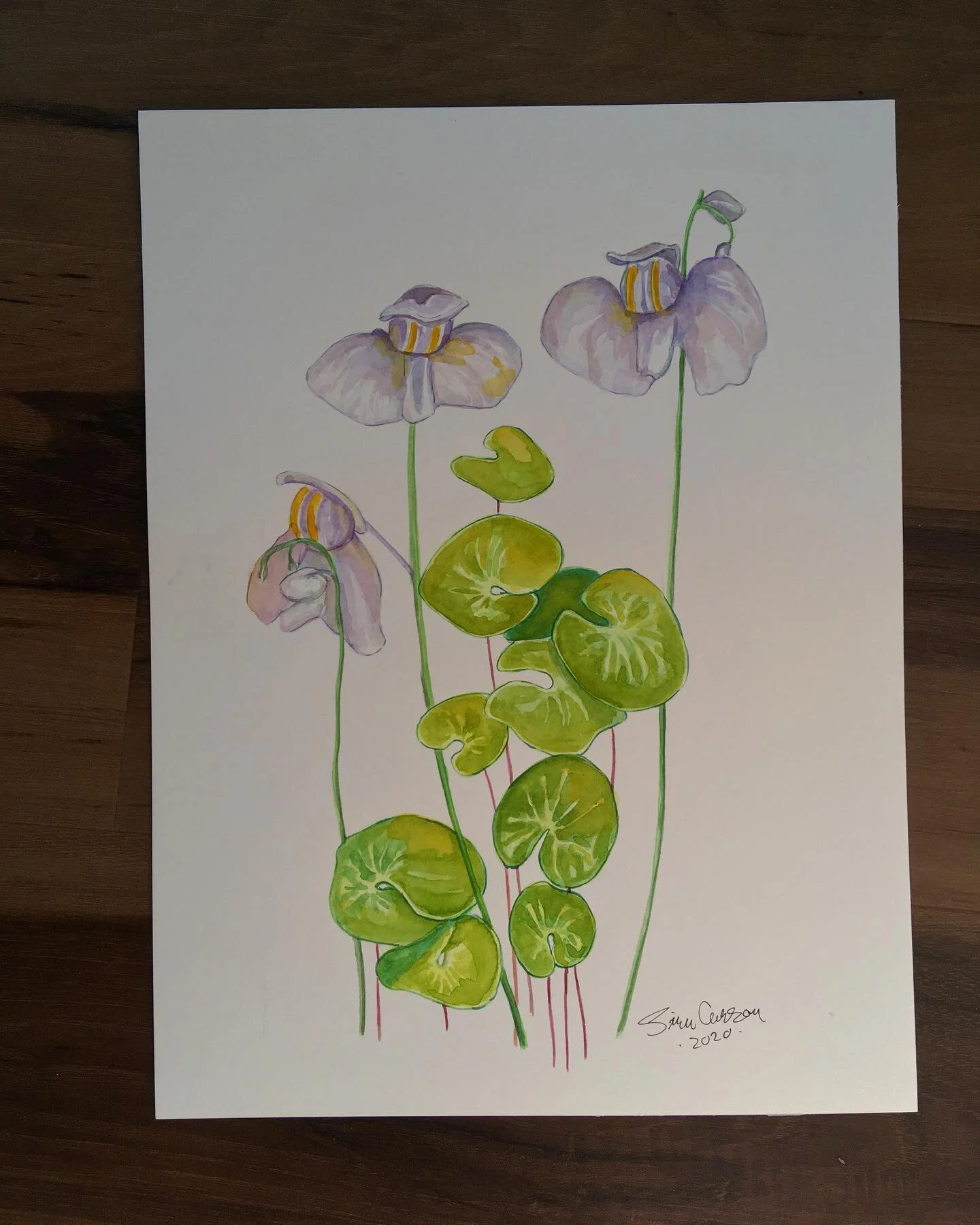 Utricularia nelumbifolia
9x12 inches
Watercolors on Fabriano HP.

I actually painted this before we moved to Tennessee (like 2 months ago, lol) but just today I&rsquo;ve had time to paint for a loong time and decided to finish this. 
#artthatbites #c