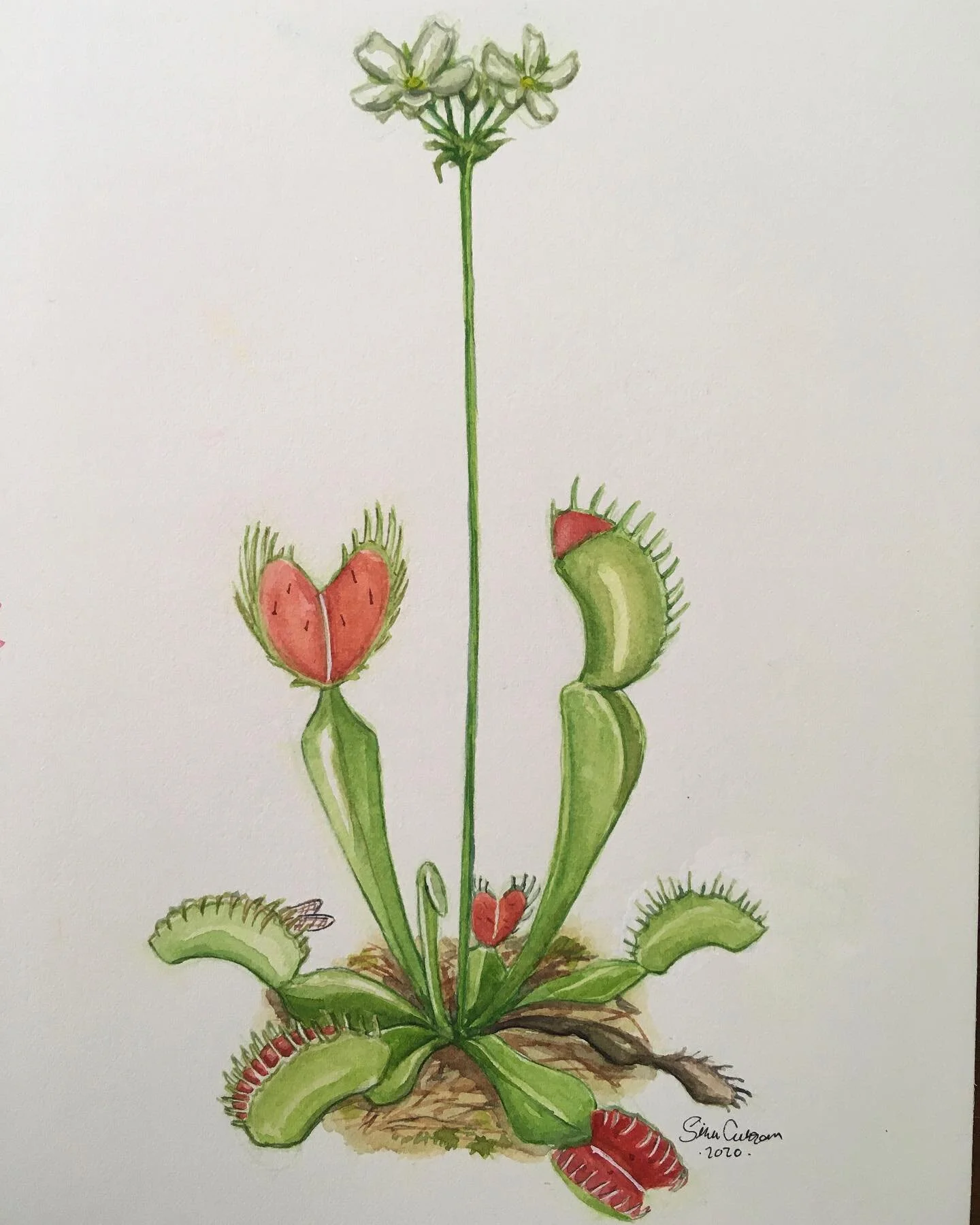 4 out of 4 commissioned pieces for @green.jaws Of course you need a flytrap too! 😁

Fabriano HP, watercolors and white ink. 
#artthatbites #venusflytrap #plantart #plantpainting #dionaeamuscipula #carnivorousplants
