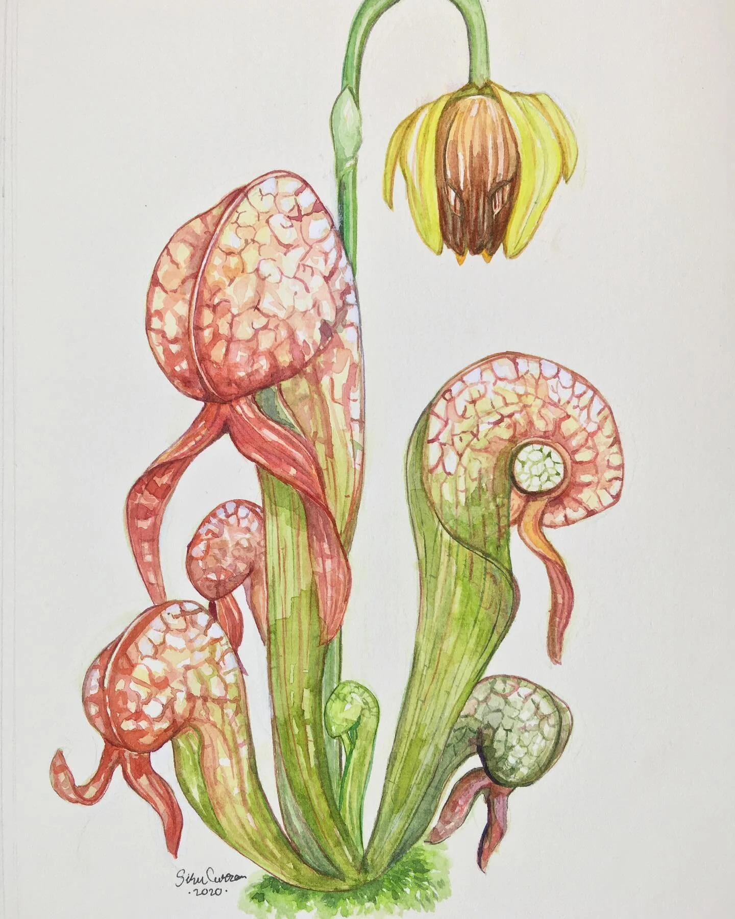 1 of 4 commissioned pieces for @green.jaws . This one is obviously the famous Darlingtonia californica. 
Fabriano HP, watercolors and white ink. 
#artthatbites #darlingtonia #darlingtoniacalifornica #carnivorousplants