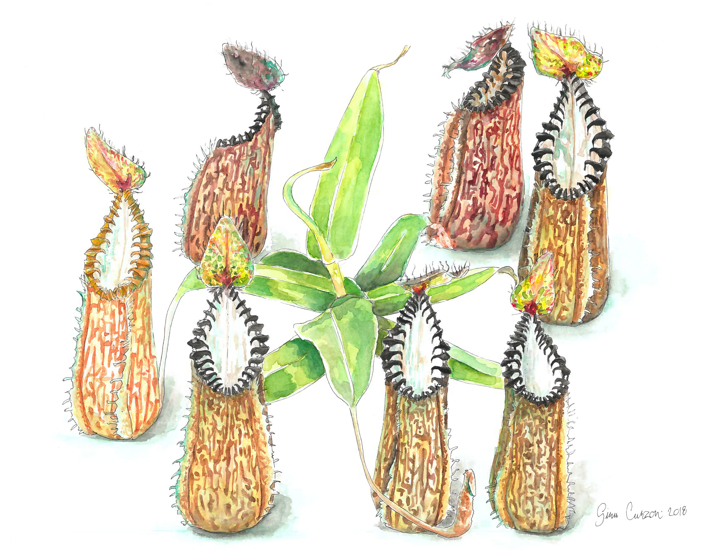 nepenthes-hamata-cleaned-scan.png