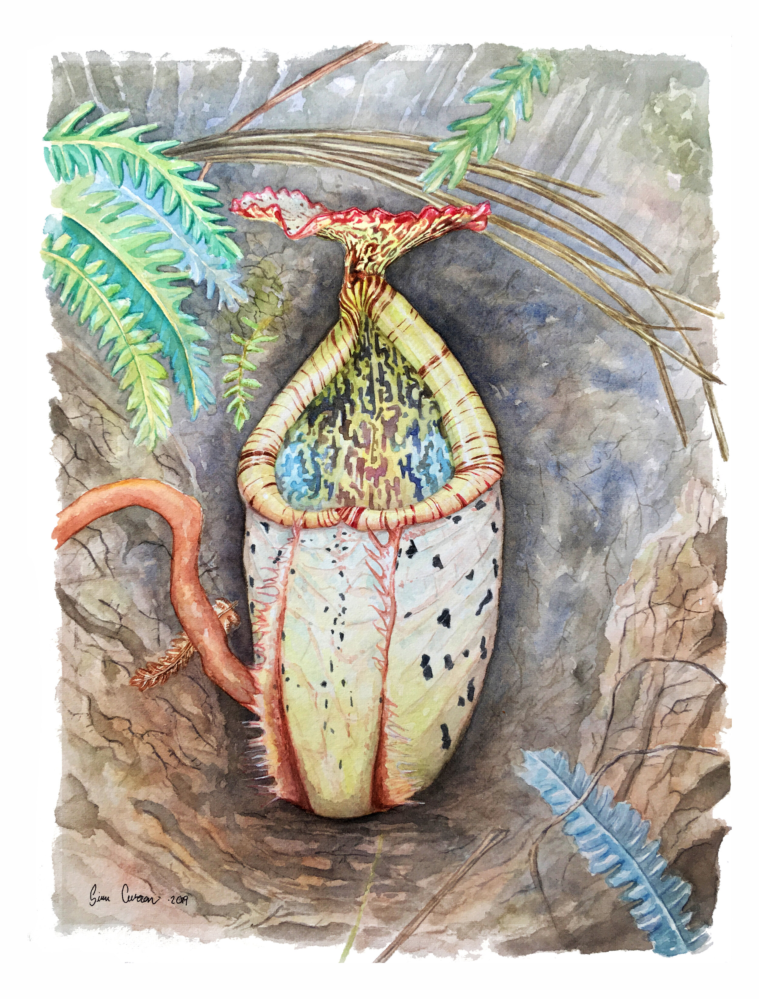 nepenthes burbidgeae copy.jpg