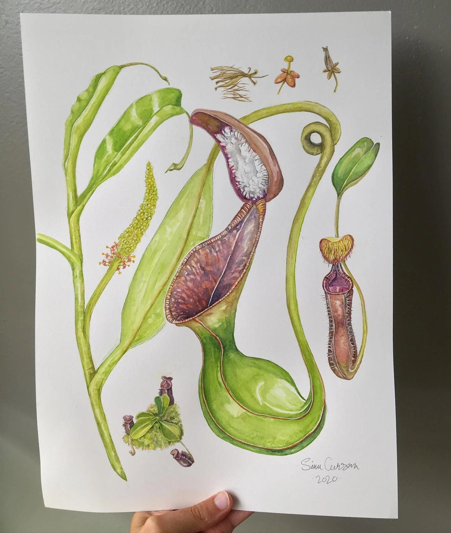 Nepenthes lowii Illustration. 12 by 16 inches. 
Watercolors on HP.
Finally done after a month or two 😅 Hope you like it!! I&rsquo;m very proud of how those seed turned out.
#artthatbites #carnivorousplantart #nepenthes #carnivorousplant #pitcherplan