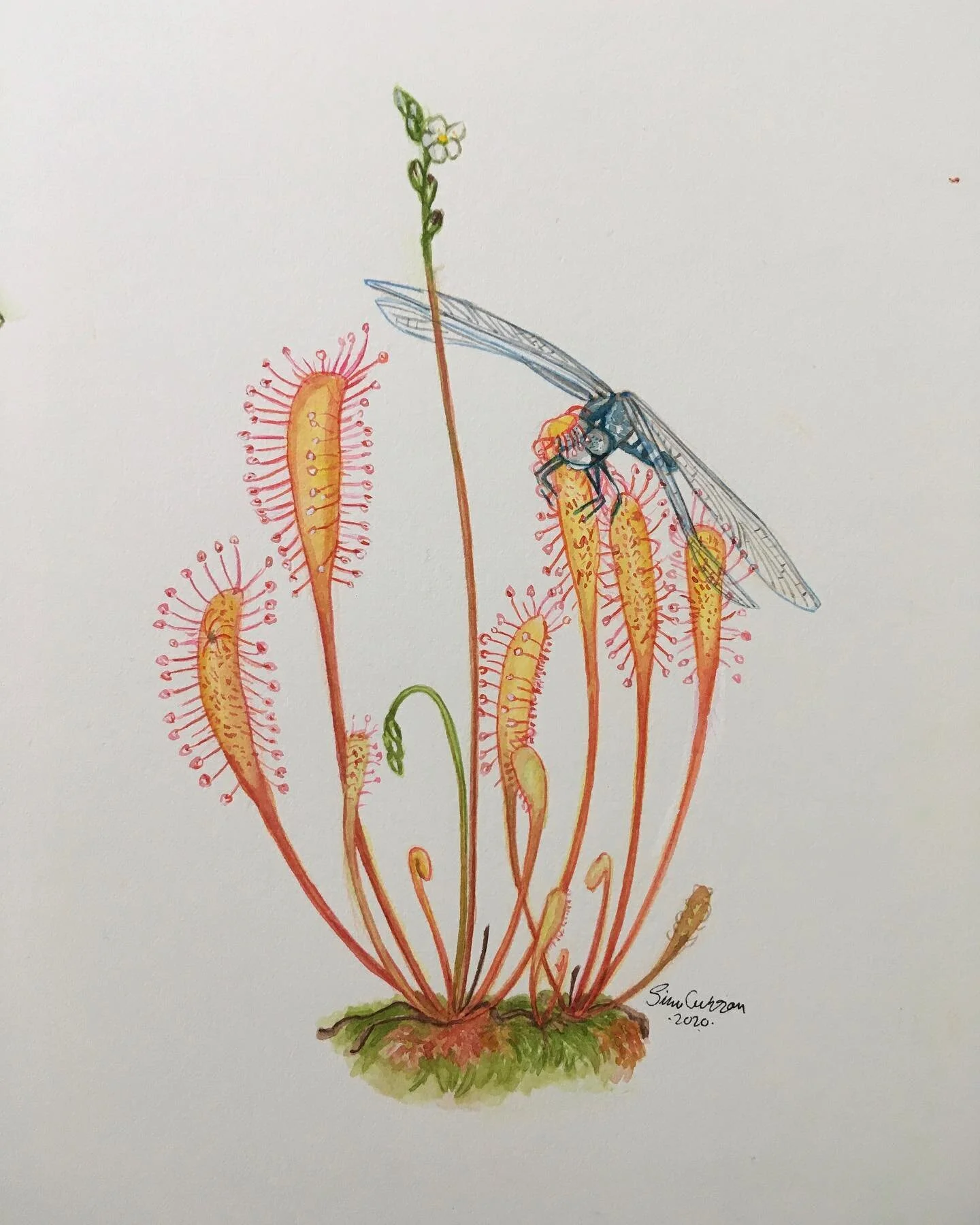 3 of 4 commissioned pieces for @green.jaws 
I had a little fun making that Drosera anglica catch a dragonfly! :) Fabriano HP, watercolors and white ink. 
#artthatbites #drosera #sundew #droseraanglica #carnivorousplants
