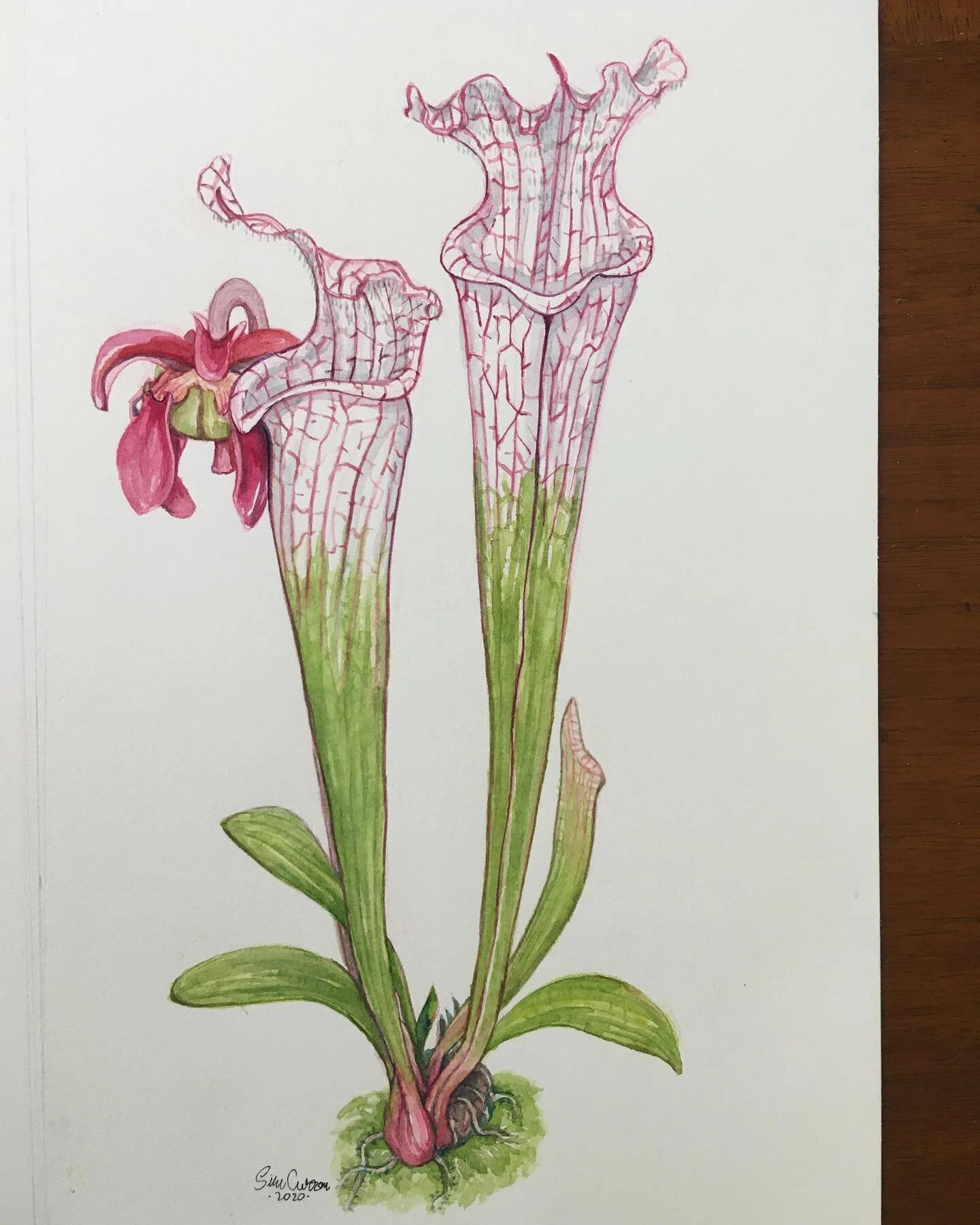 2 of 4 commissioned pieces for @green.jaws 
Fabriano HP, watercolors and white ink 😊
#artthatbites #sarracenia #sarracenialeucophylla #carnivorousplants.