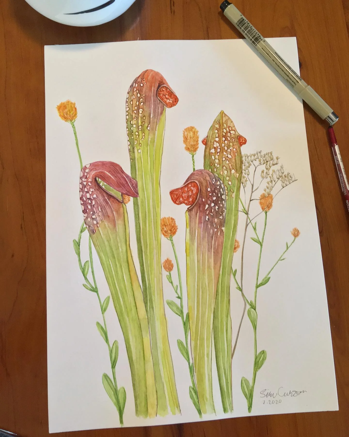 Sarracenia minor, Polygala lutea and an unknow &rdquo;Meadowview weed&rdquo; 
9x12 inches
Watercolors

#artthatbites #sarracenia #carnivorousplantart #pitcherplant #botanicalart #plantart #coolplantart