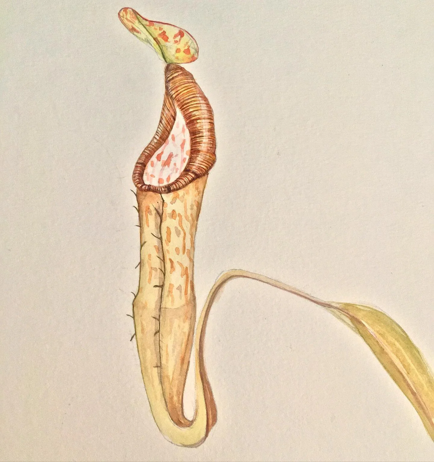 Nepenthes platylata.
- If lingulata had platychila markings 🧐
#artthatbites #nepenthes #carnivorousplants