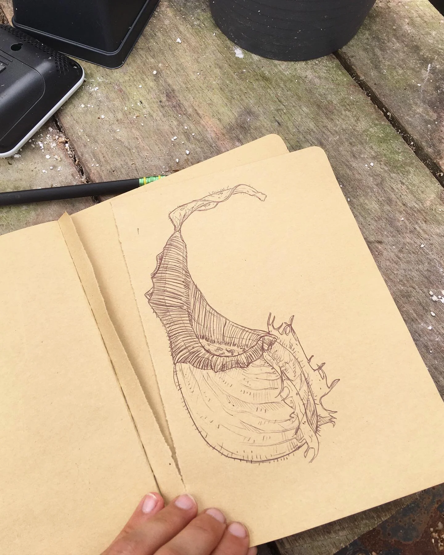 A quick 1 hour veitchii sketch made at @redleafexotics . No underlying sketch. 
It&rsquo;s become tough to find time everyday to sketch and be artsy but I&rsquo;ll do my best. The reason why I used to be &ldquo;artsier&rdquo; is that I had to wait 13