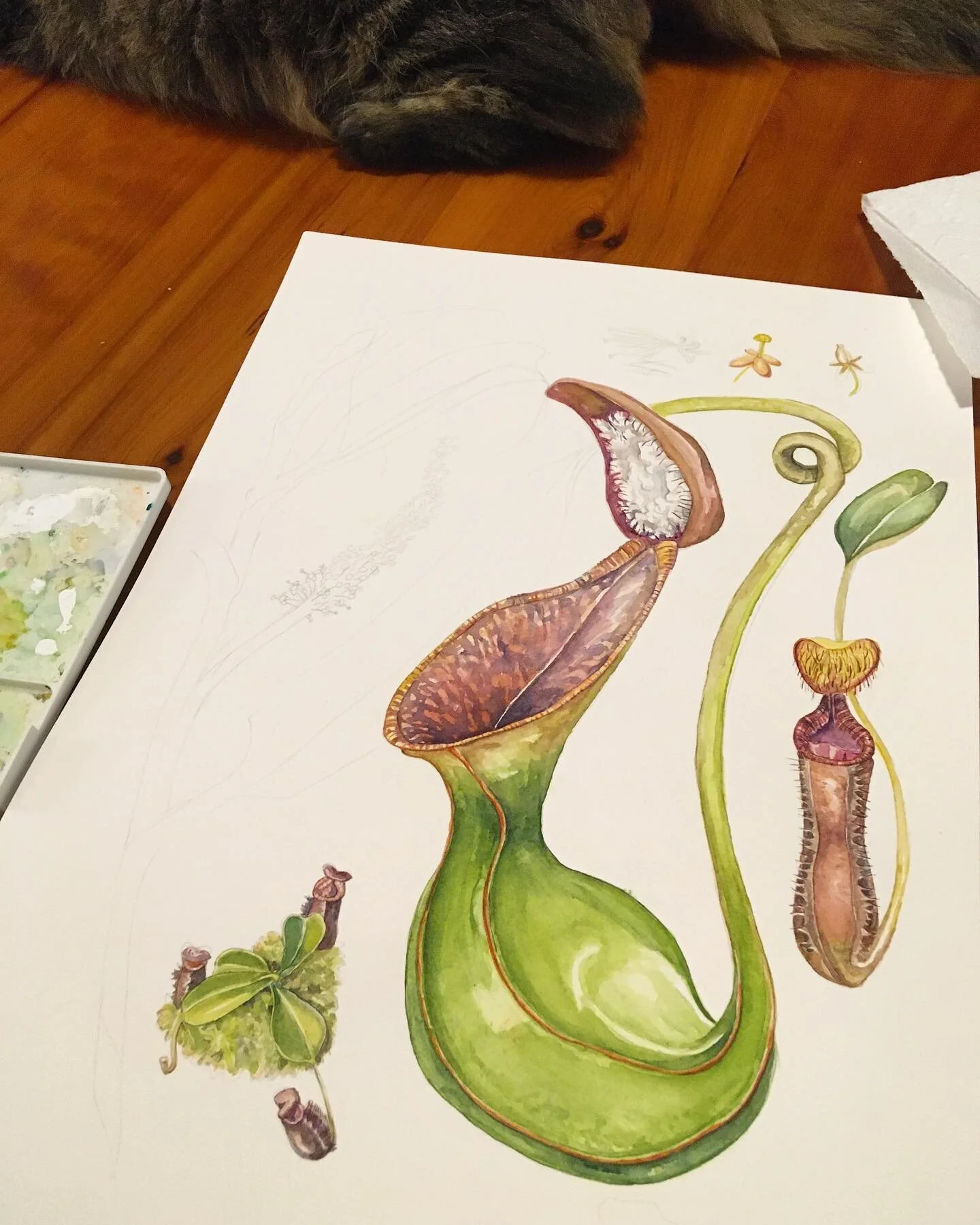 Making a little progress here on this Nepenthes lowii 🙂
.
#artthatbites #nepenthes #nepentheslowii #carnivorousplantart