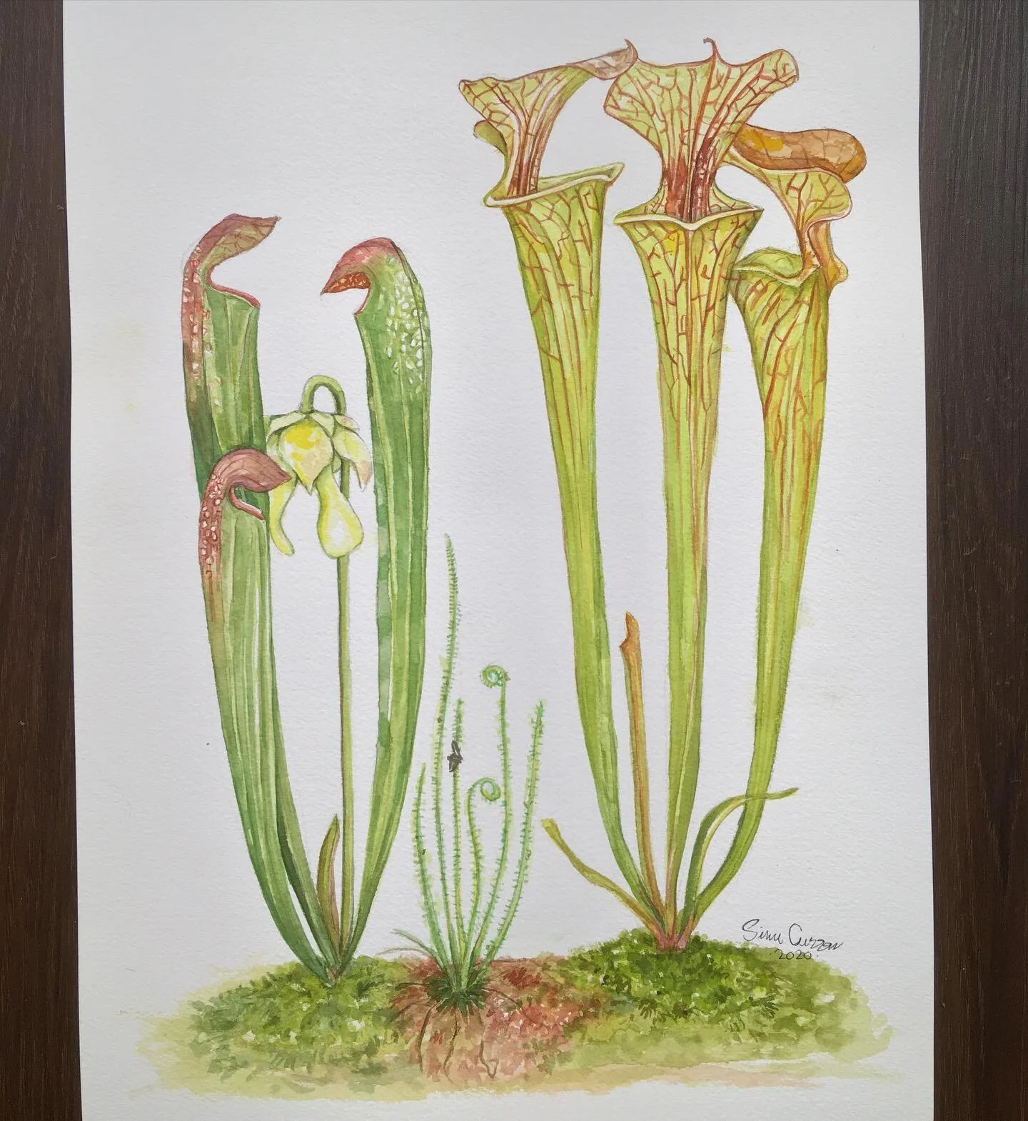 A small illustration I&rsquo;ve been working on, just for fun 🙂 
Featuring:
Sarracenia minor
Drosera tracyi
Sarracenia flava var. cuprea

Arches 300gm2 10x14in (26x36cm). Watercolors.