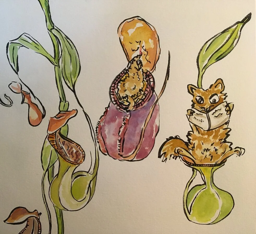 Also, I sometimes get on the mood to draw silly things :P 
.
#artthatbites #carnivorousplants #pitcherplants #carnivoroustagram #carnivorousplantart